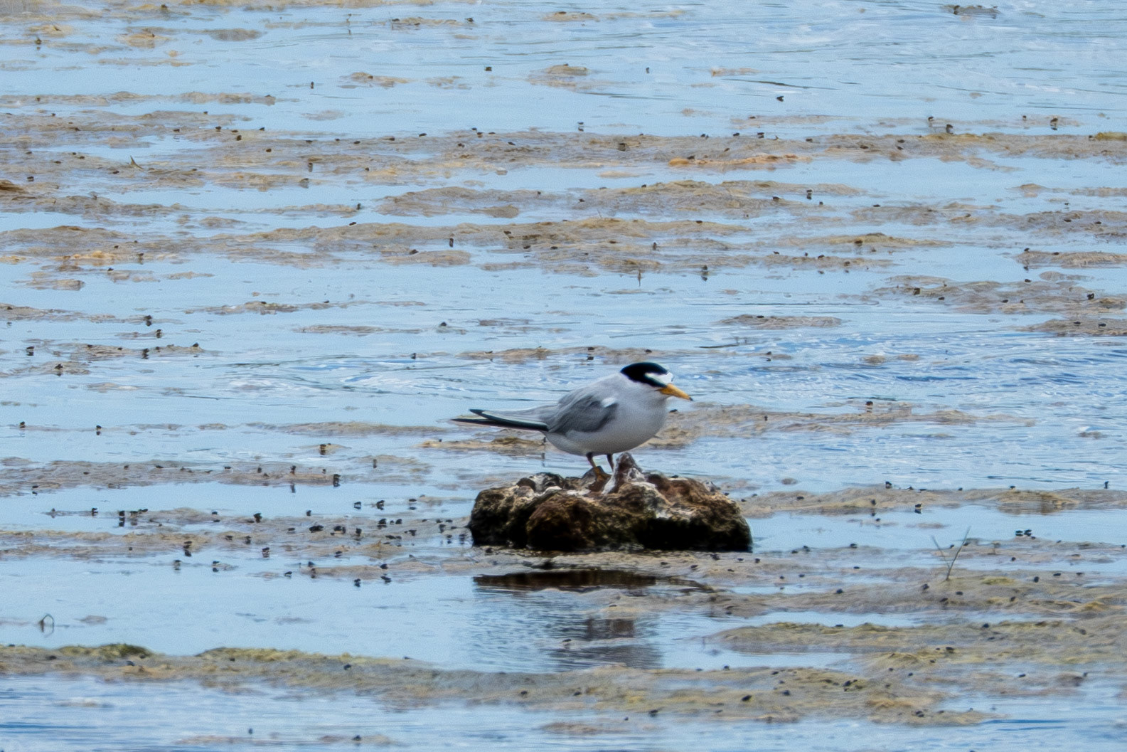 Least Tern