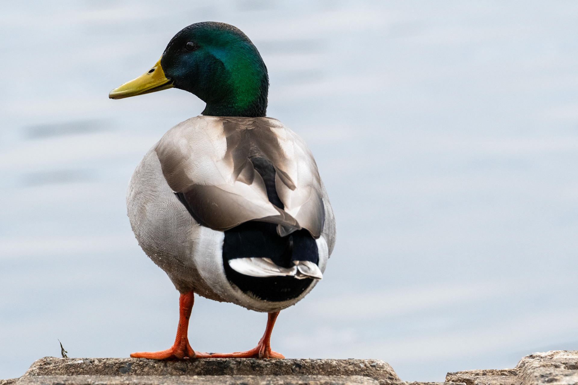 Mallard