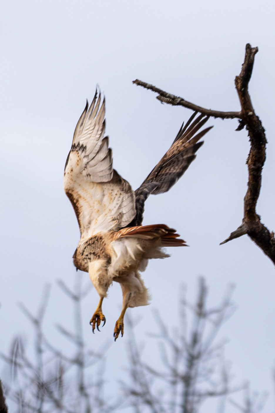 Red Tailed Hawk @ Wright Locke Farm