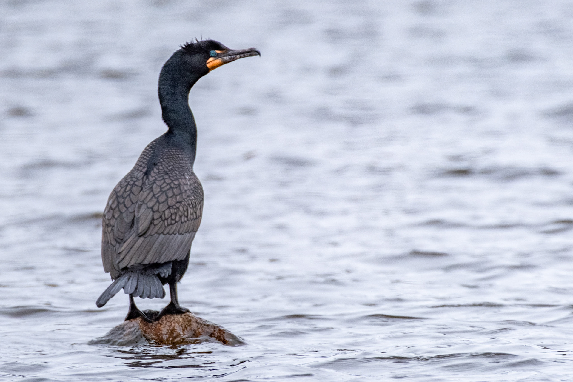 Cormorant