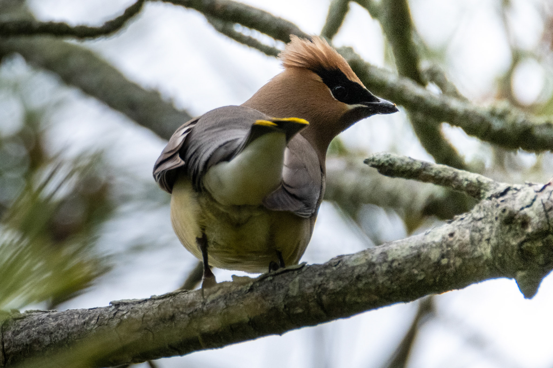 Cedar Waxwing
