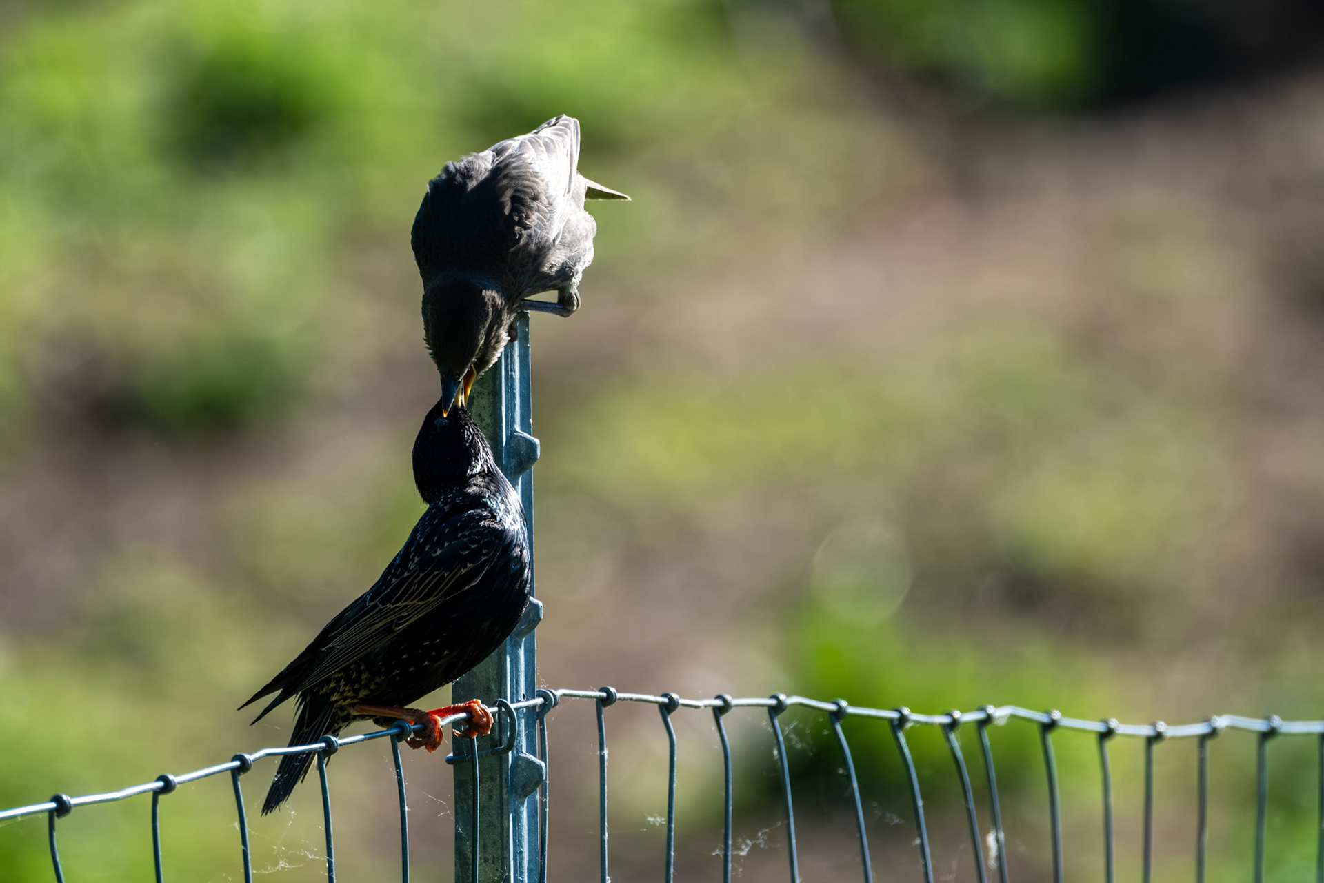 Starlings Provisioning