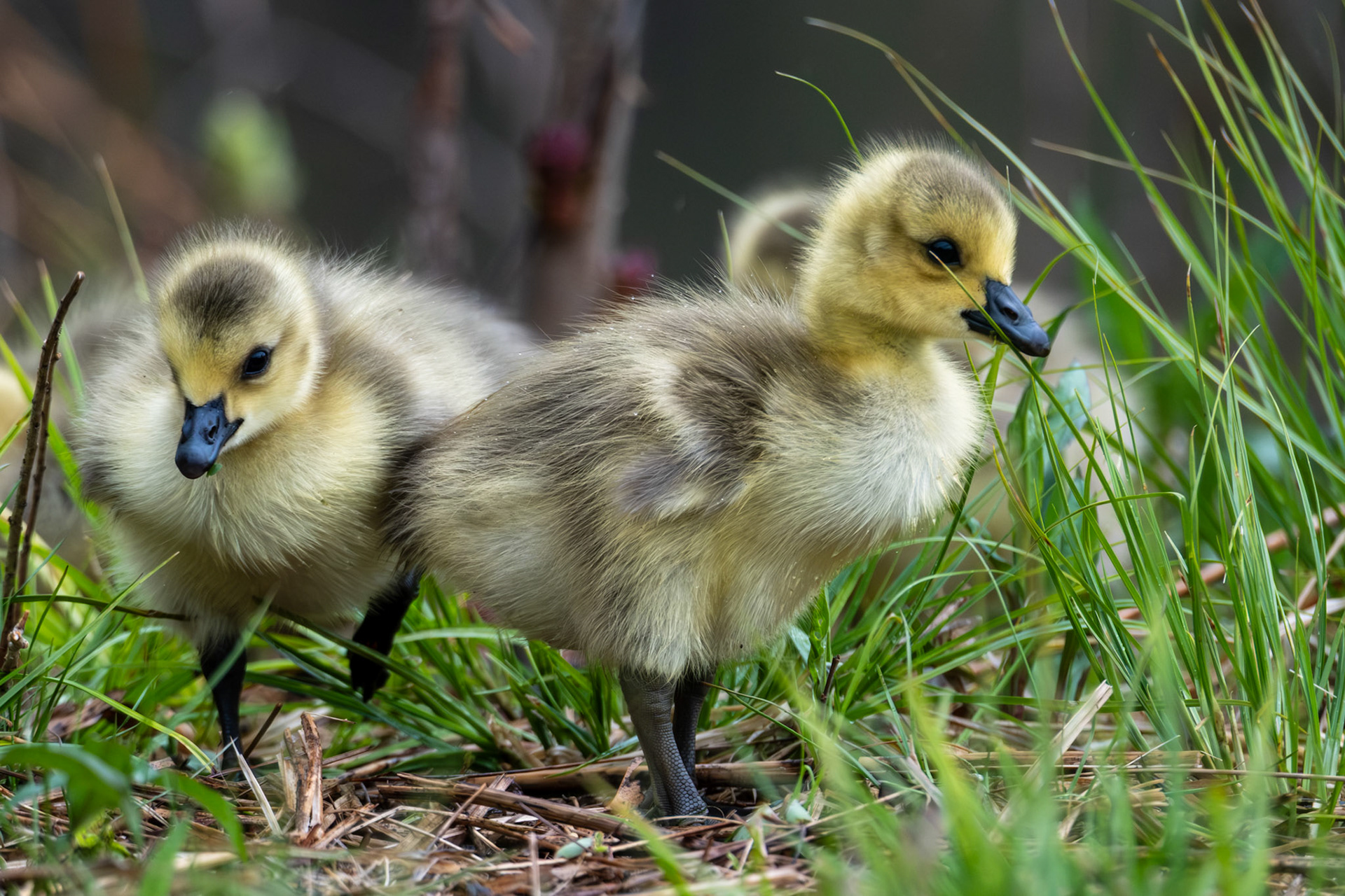 Canada Goose