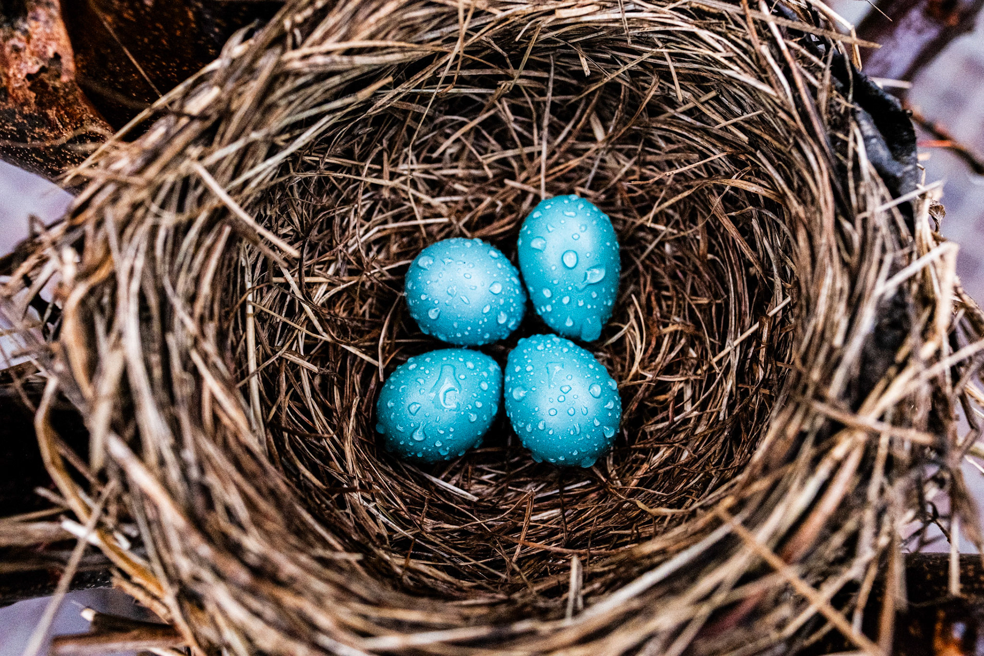 Robins Egg