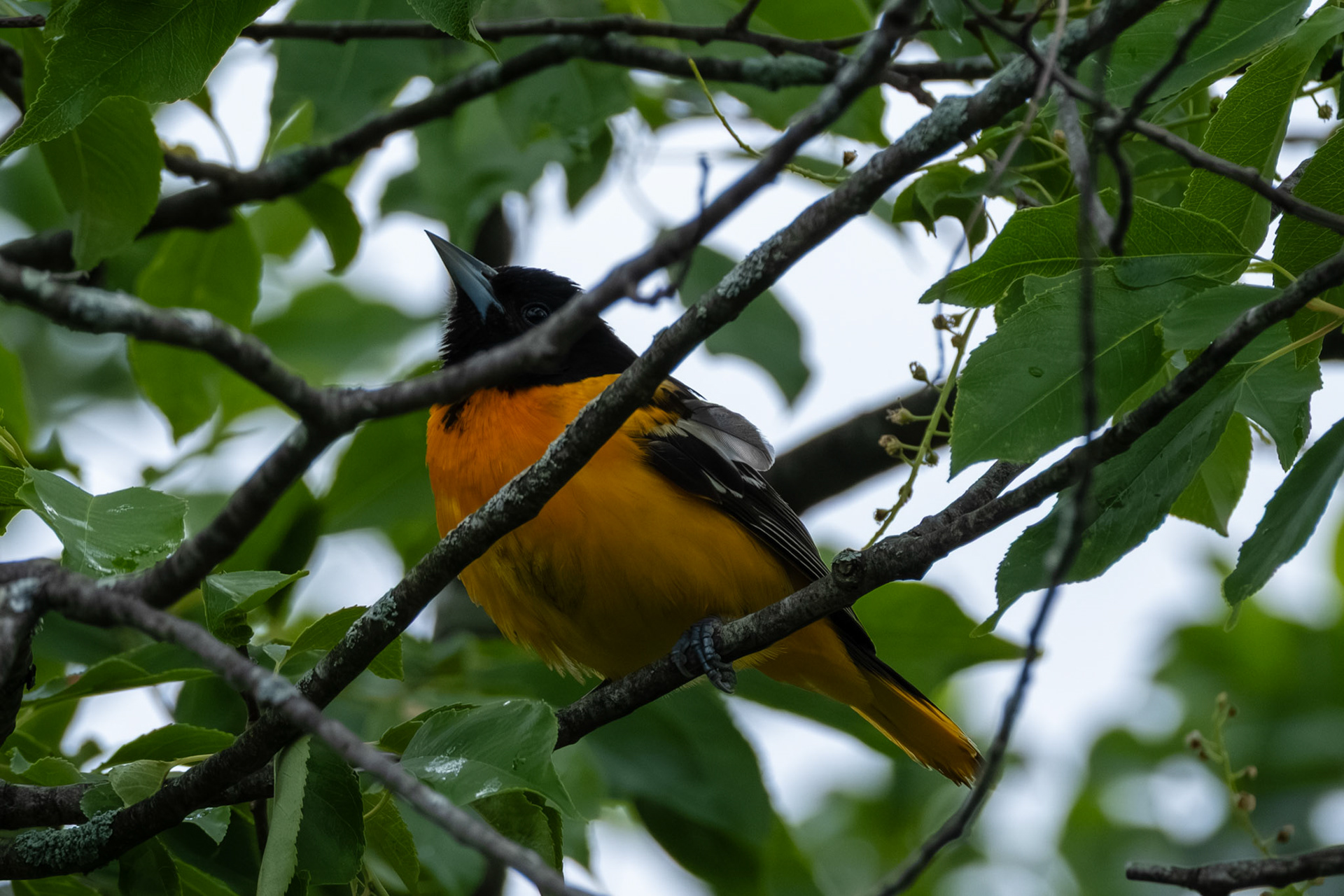 Baltimore Oriole