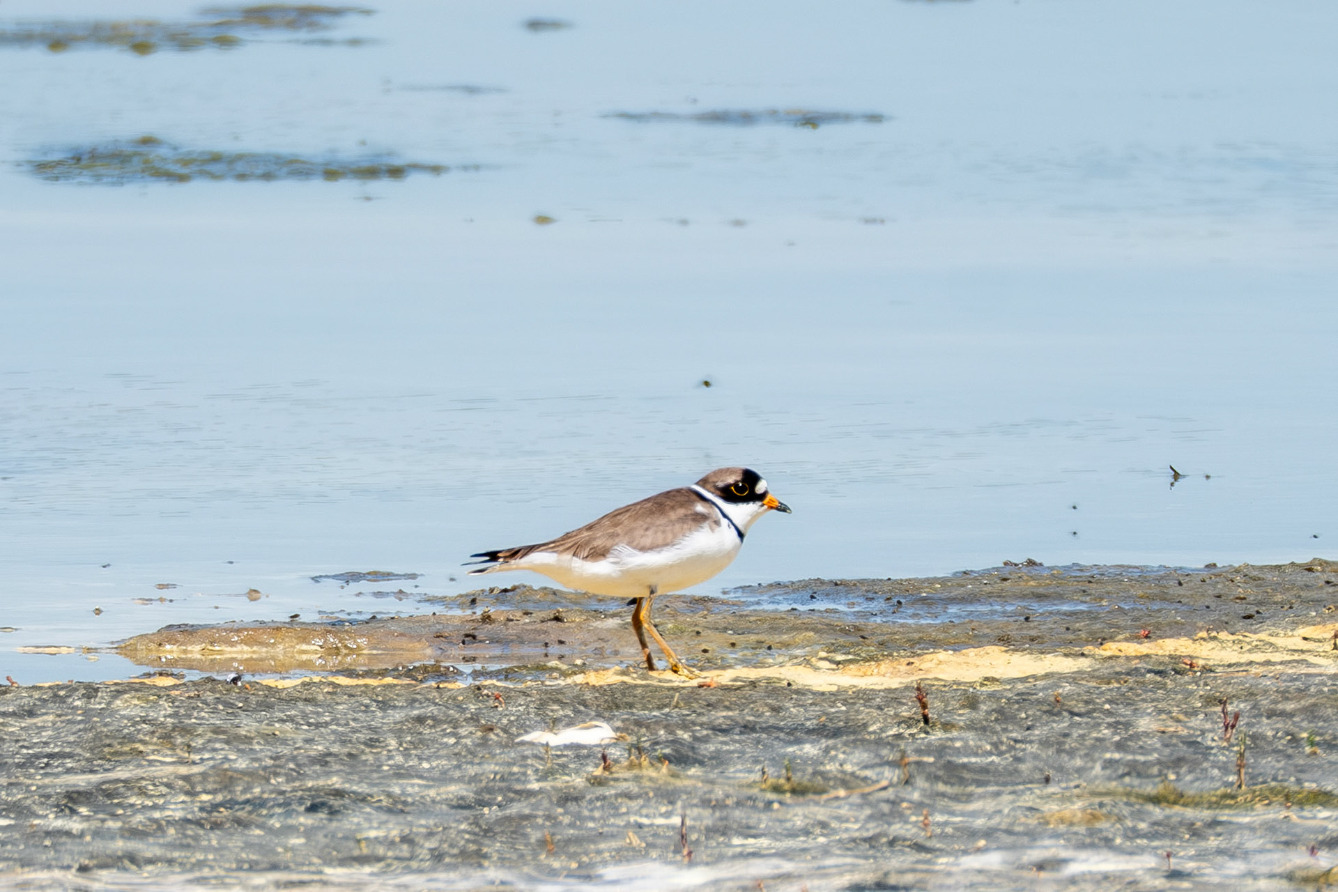 Palmated Plover