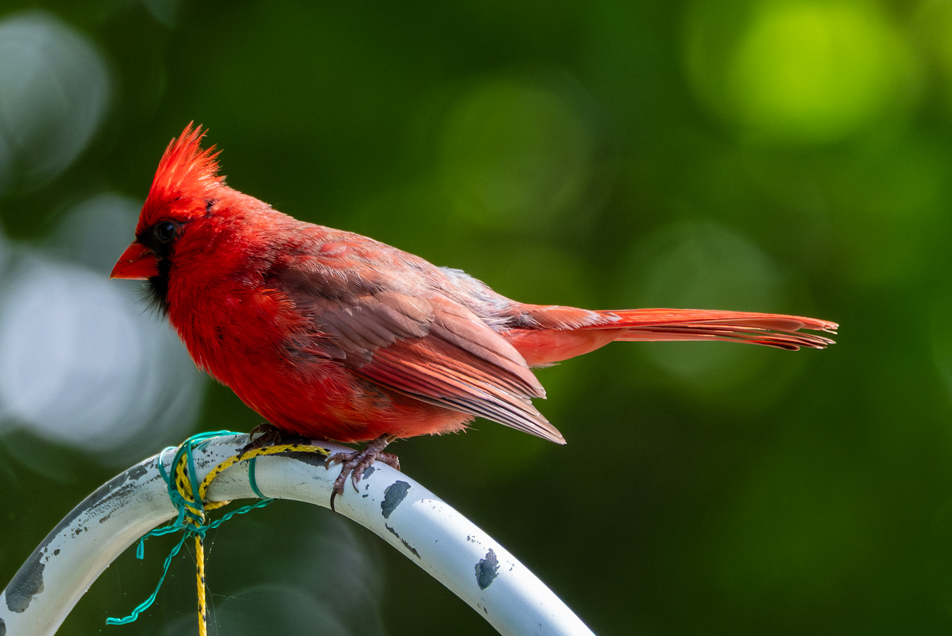 Northern Cardinal