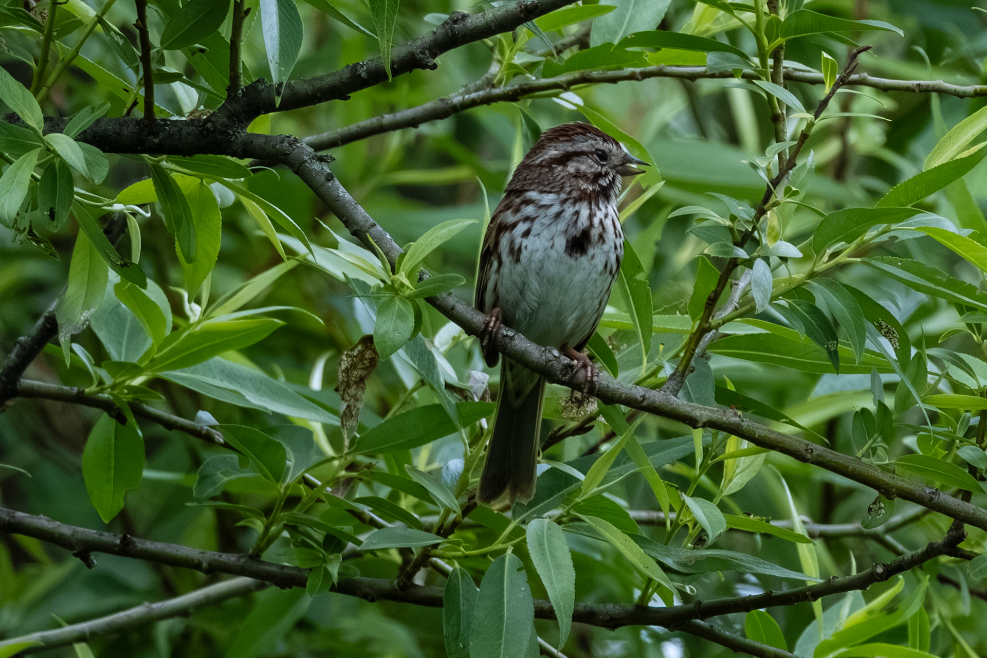 Song Sparrow