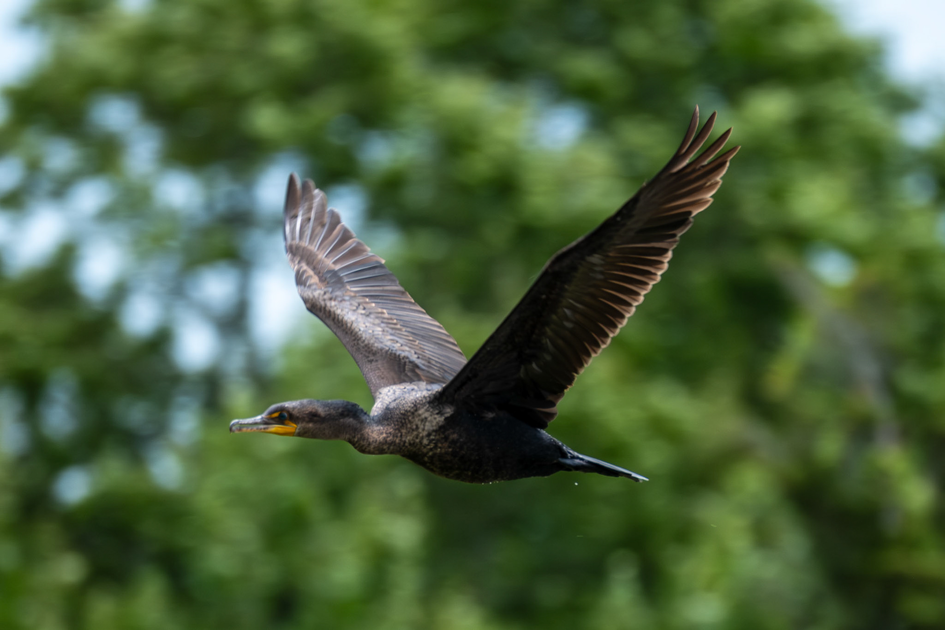 Doublebreasted Cormorant in Flight