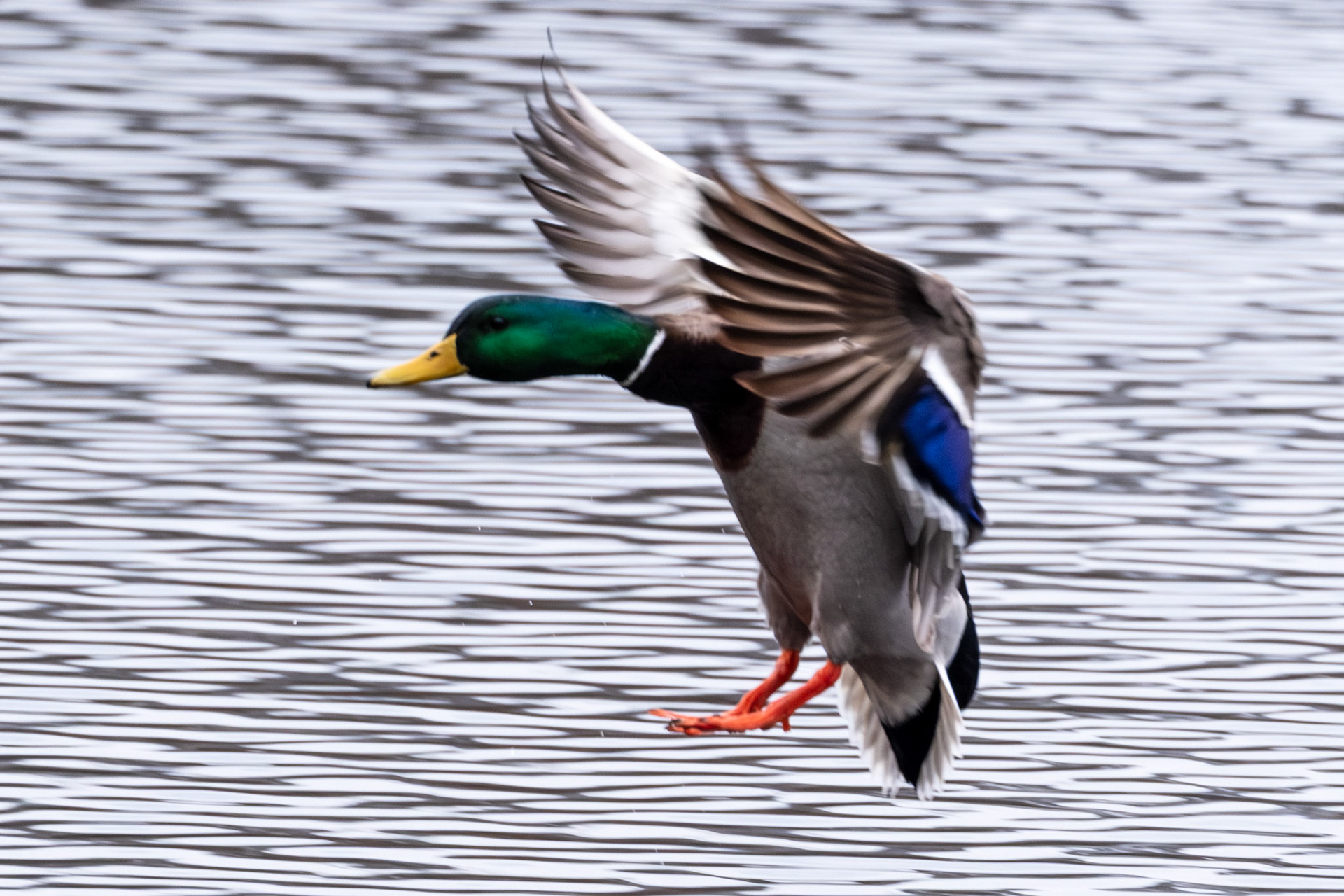 Mallard in Flight