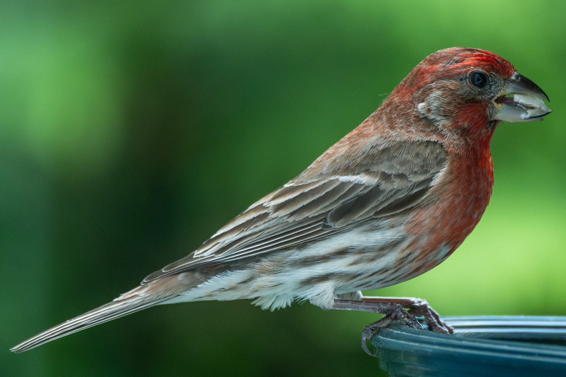 House Finch