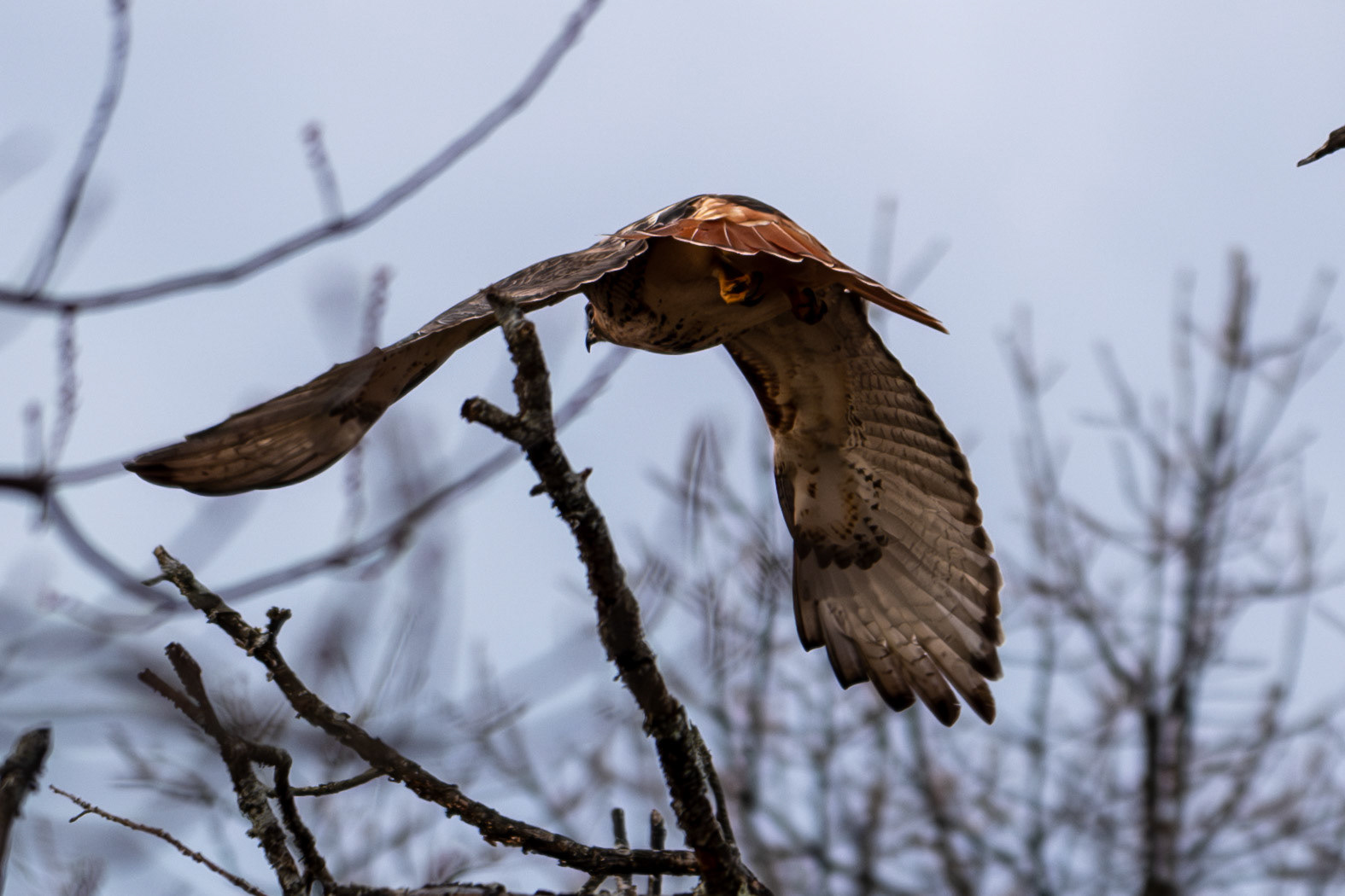 Red Tailed Hawk @ Wright Locke Farm