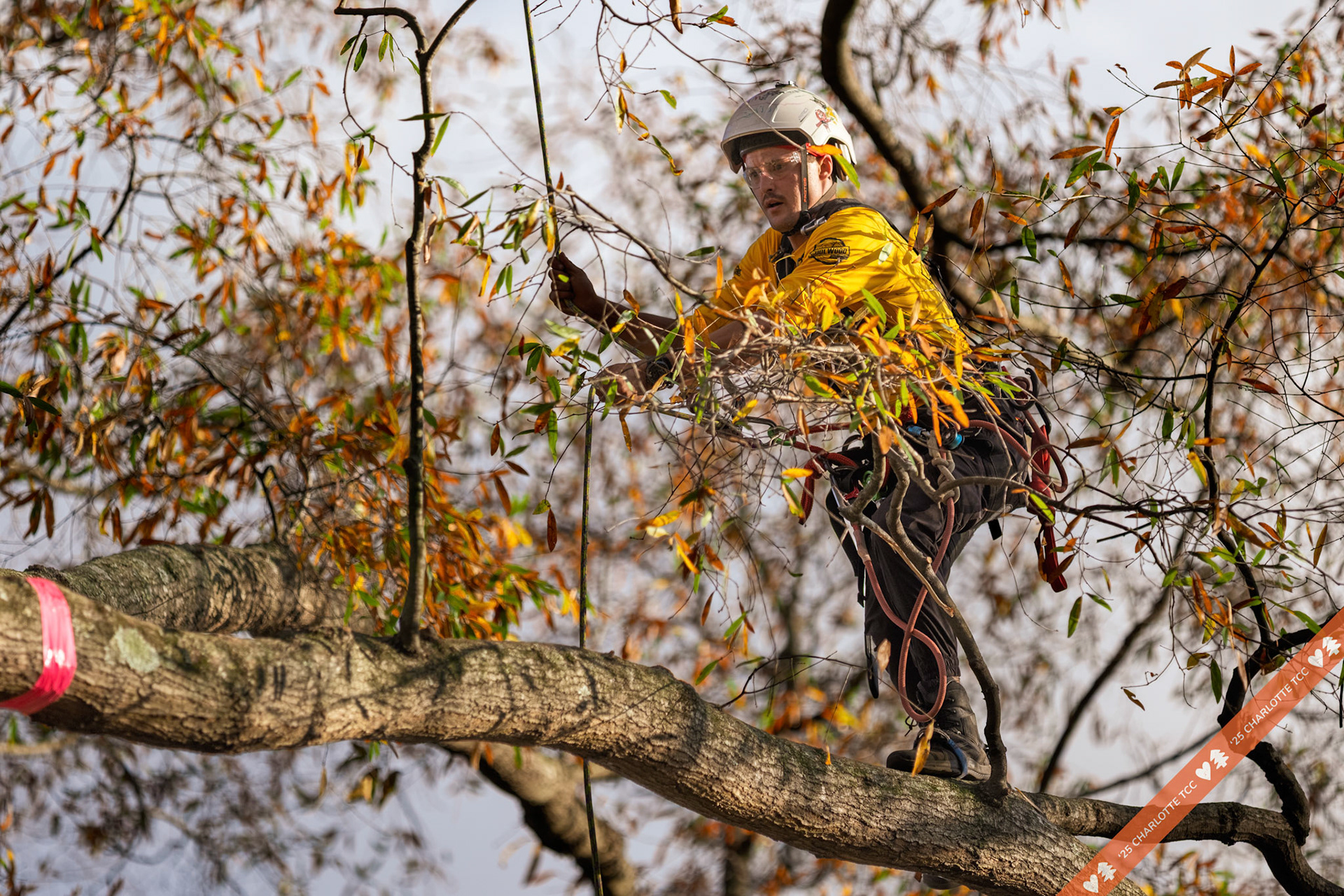 2025 Charlotte Tree Climbing Competition - TreeStuff.com/photos