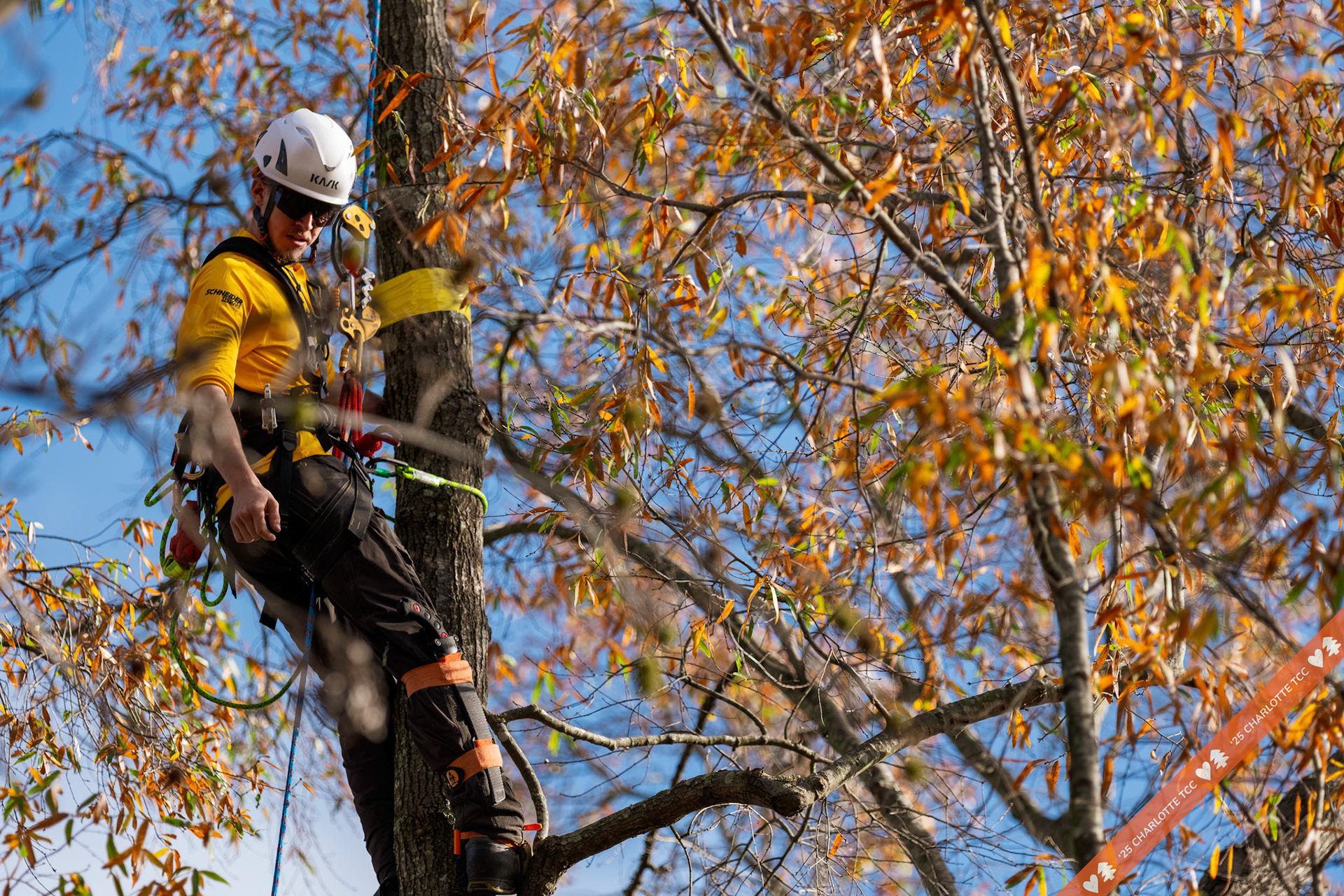 2025 Charlotte Tree Climbing Competition - TreeStuff.com/photos