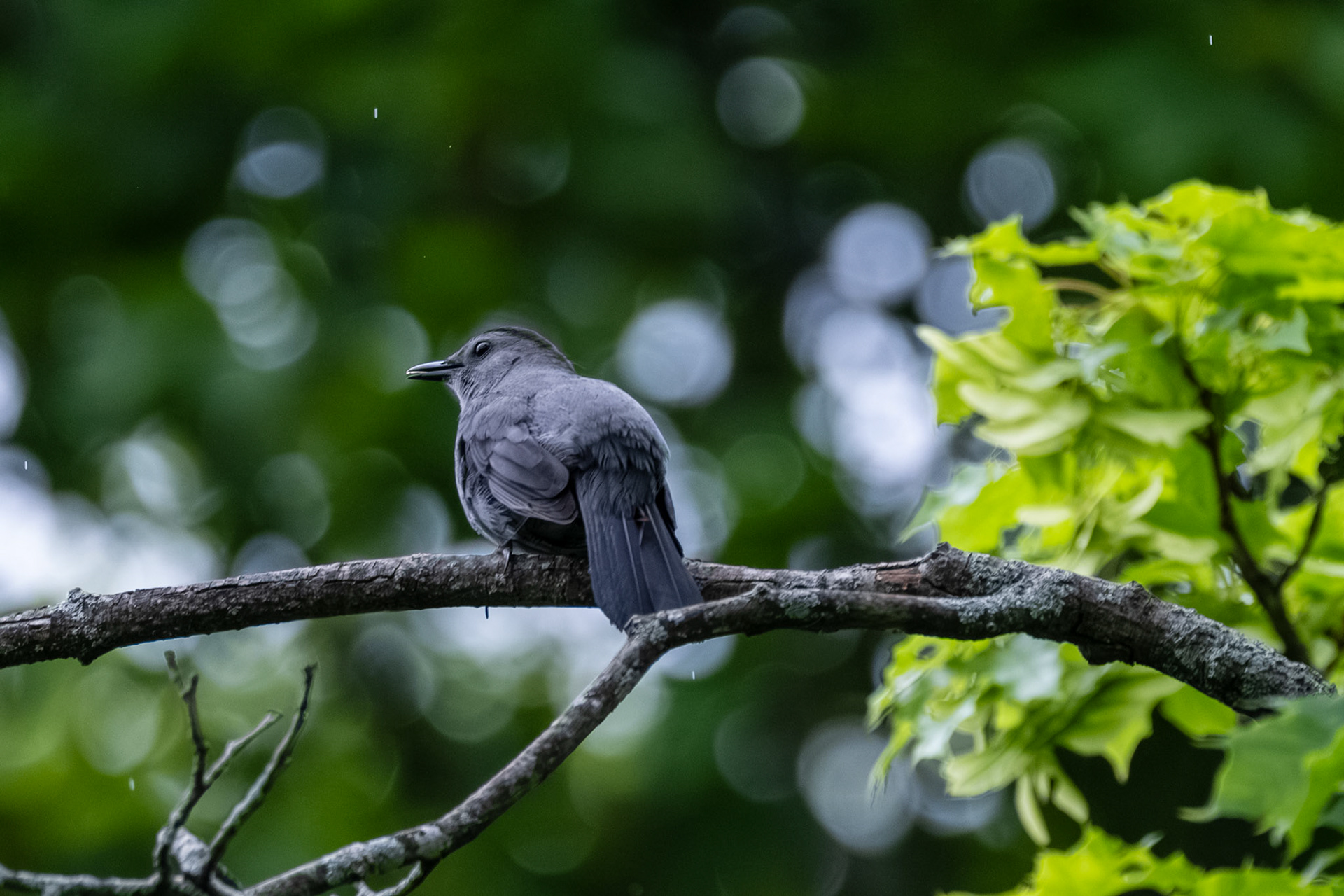 Grey Catbird
