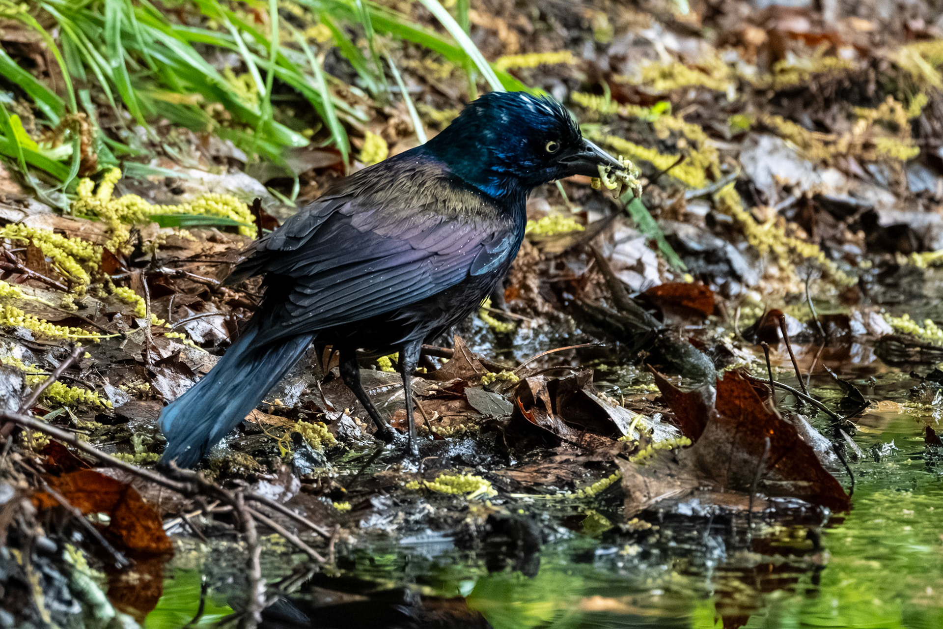 Common Grackle