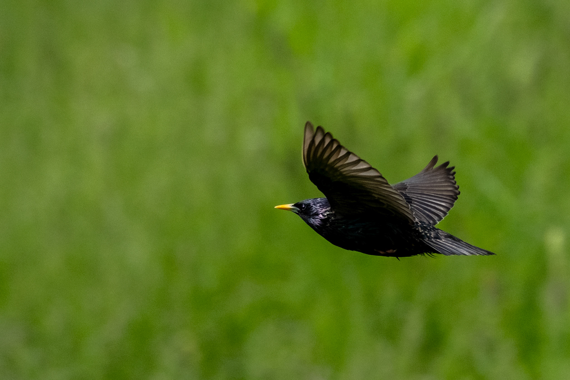 European Starling in Flight