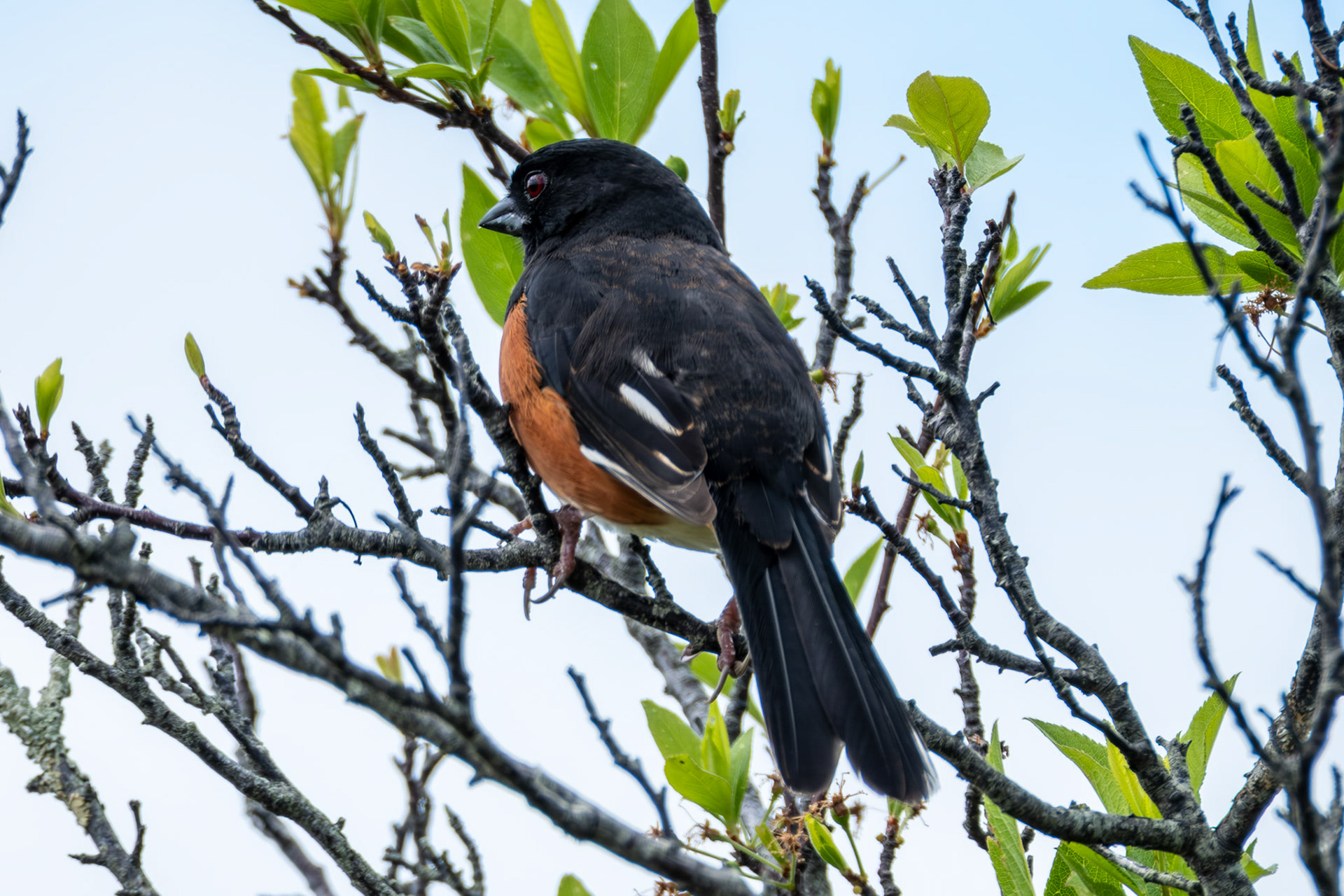 EasternTowhee