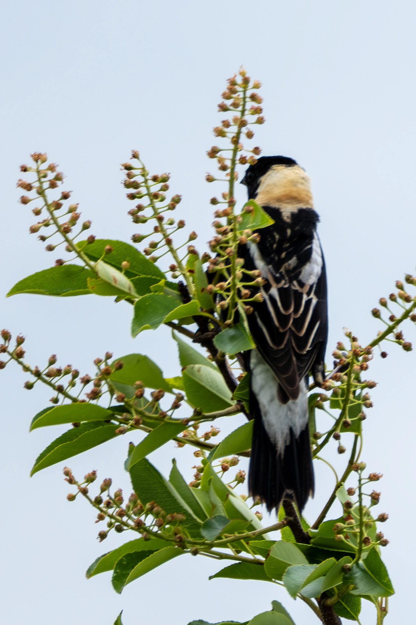 Bobolink