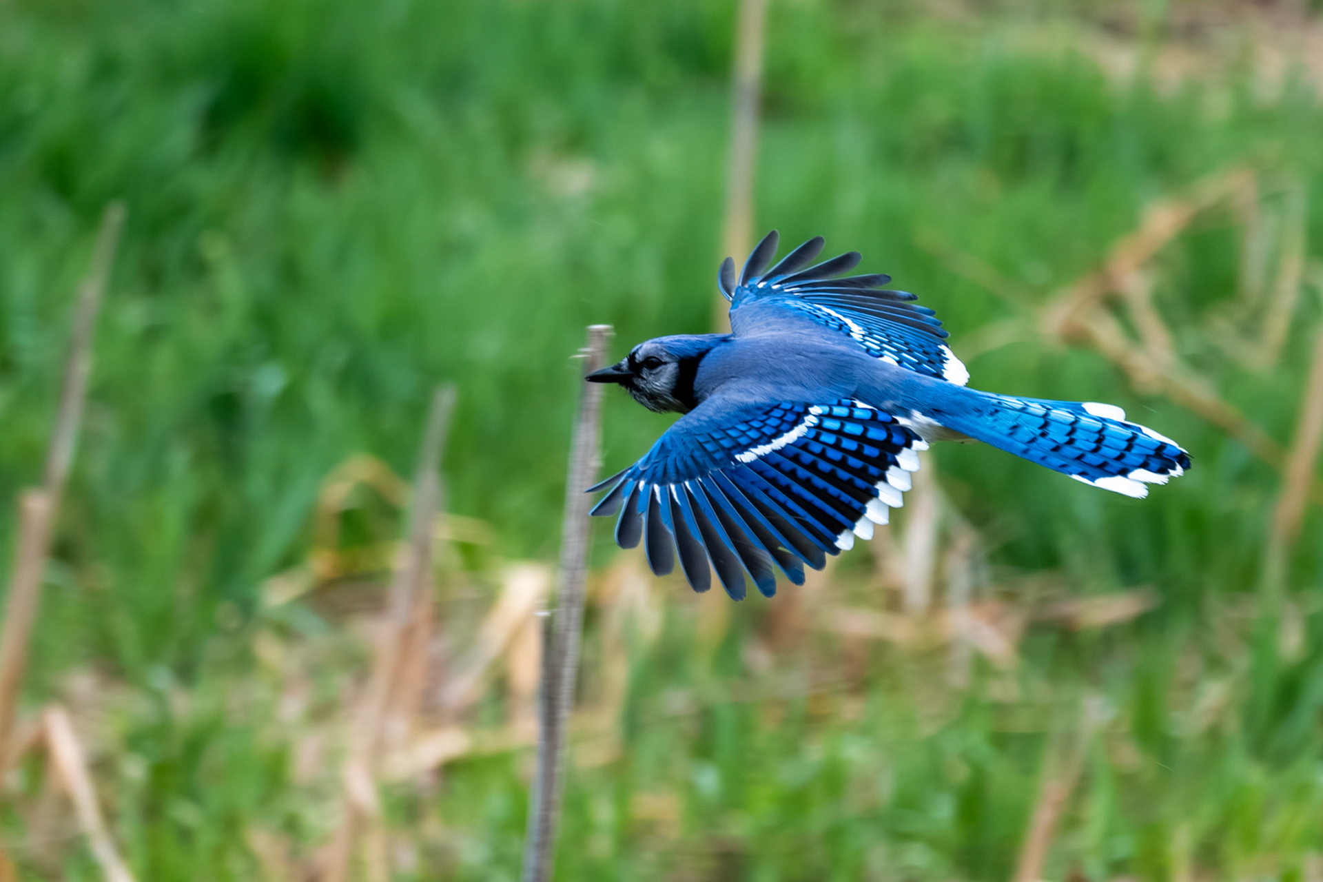 Bluejay