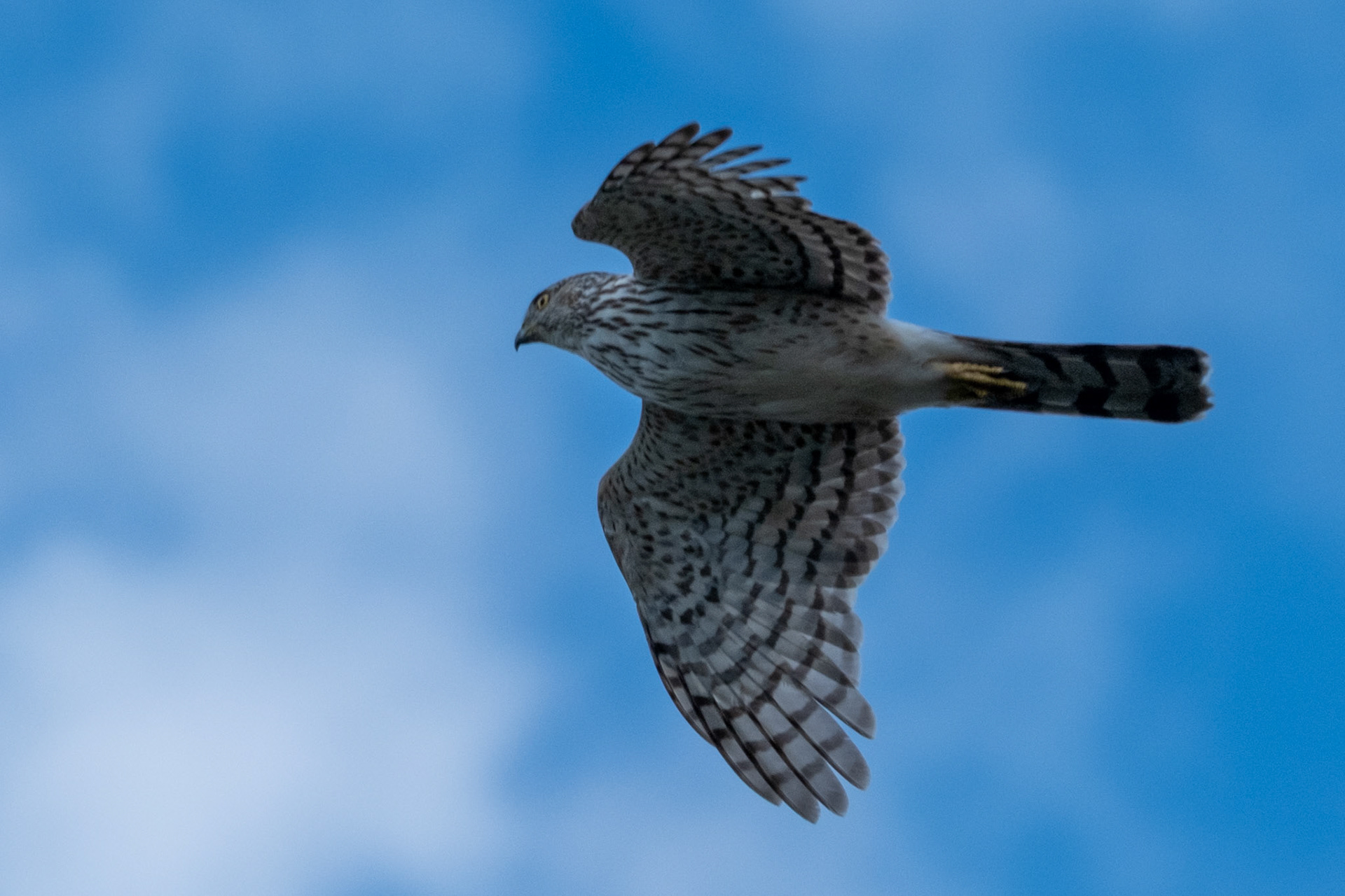 Coopers Hawk