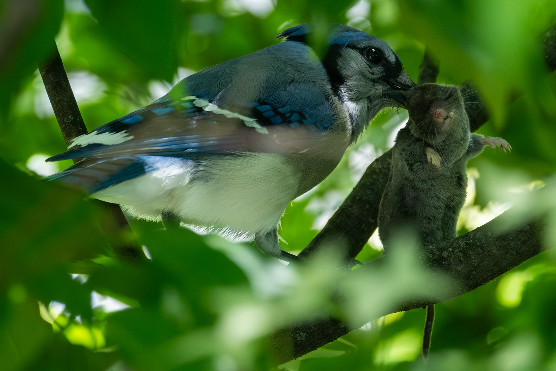 Bluejay eating a Mole