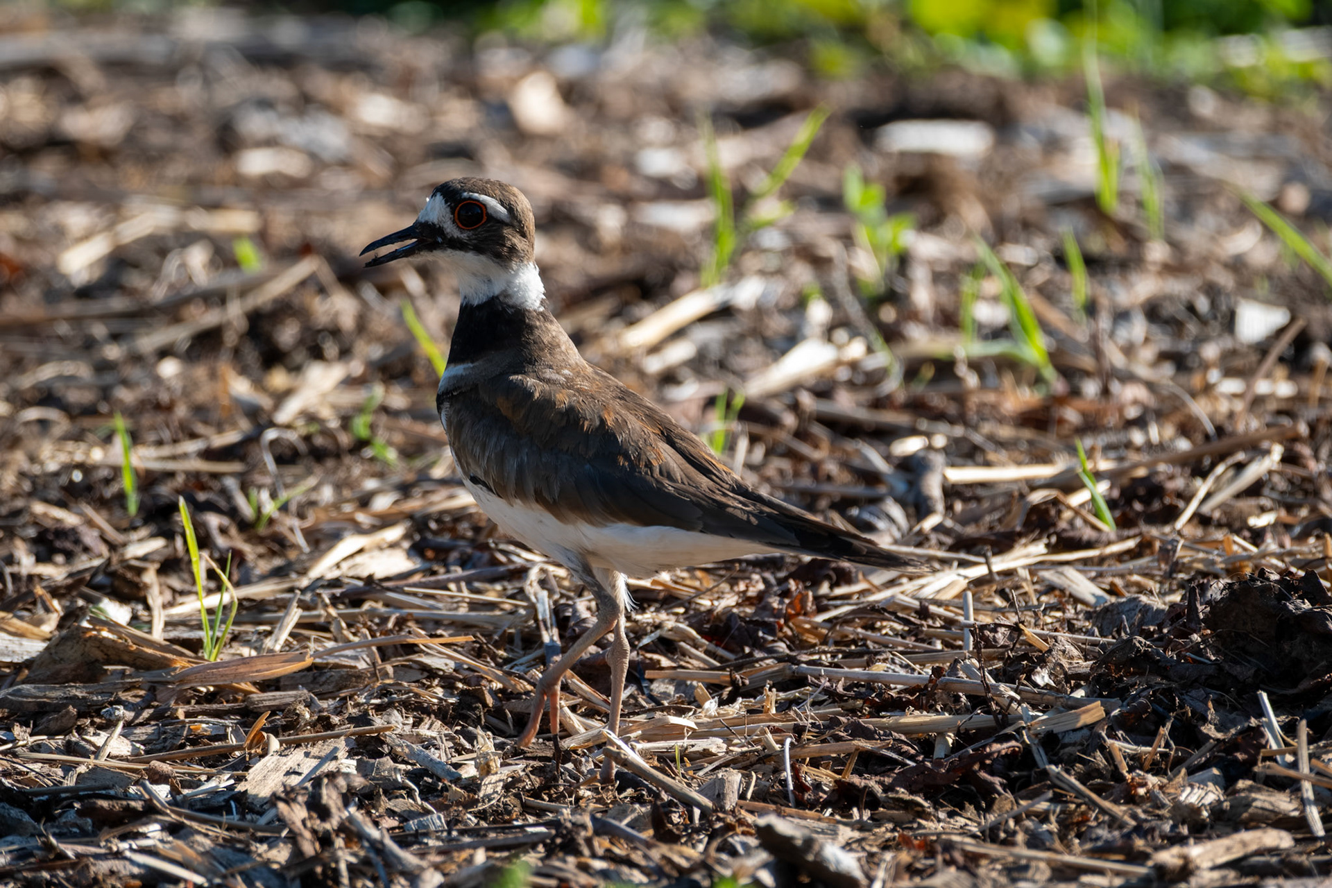 Kildeer