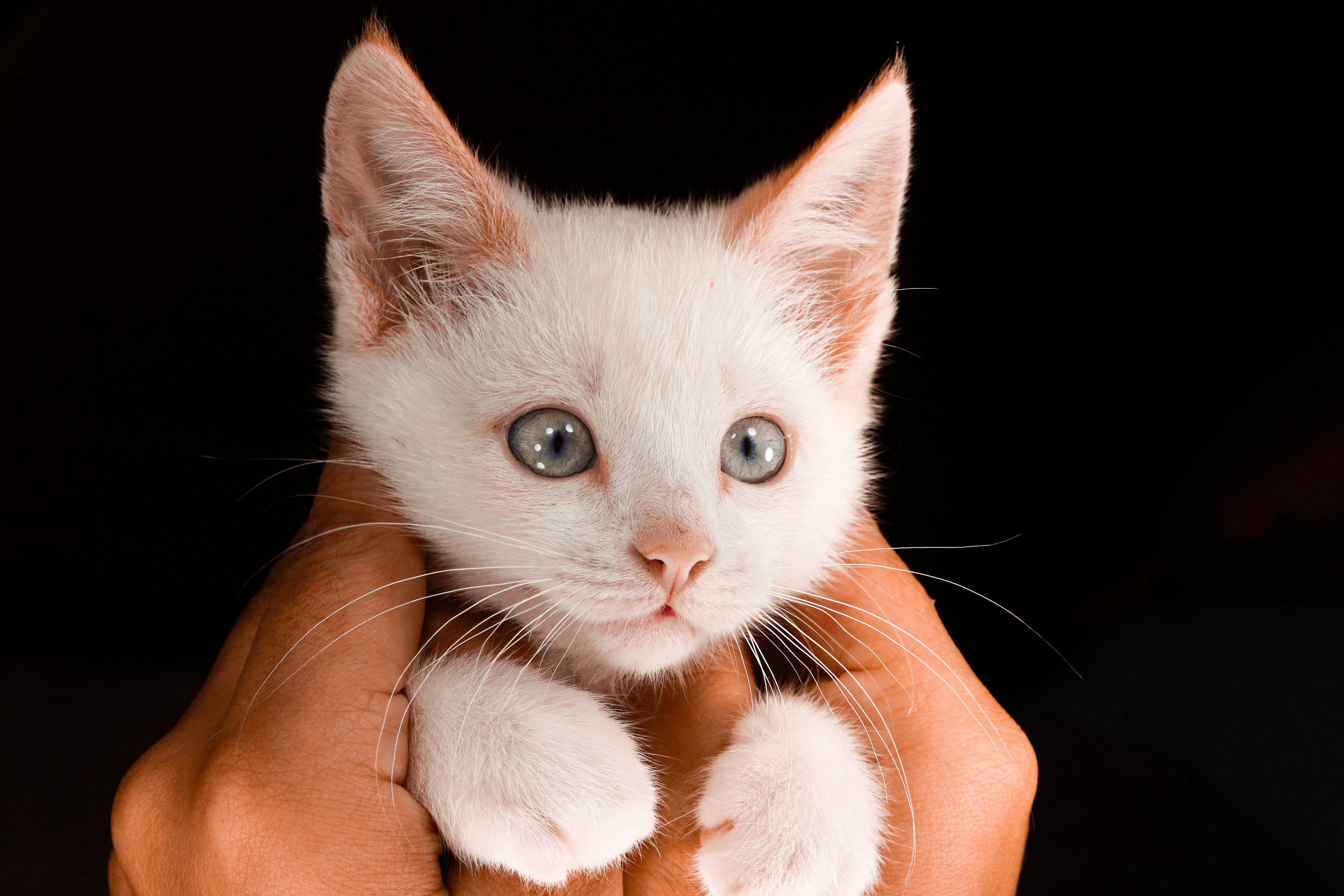 Pet