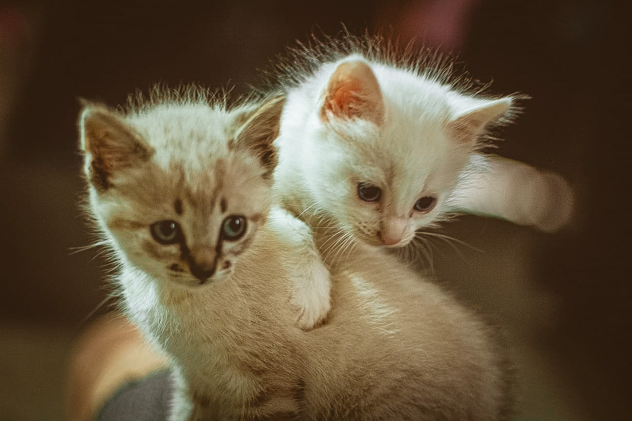 Pet
