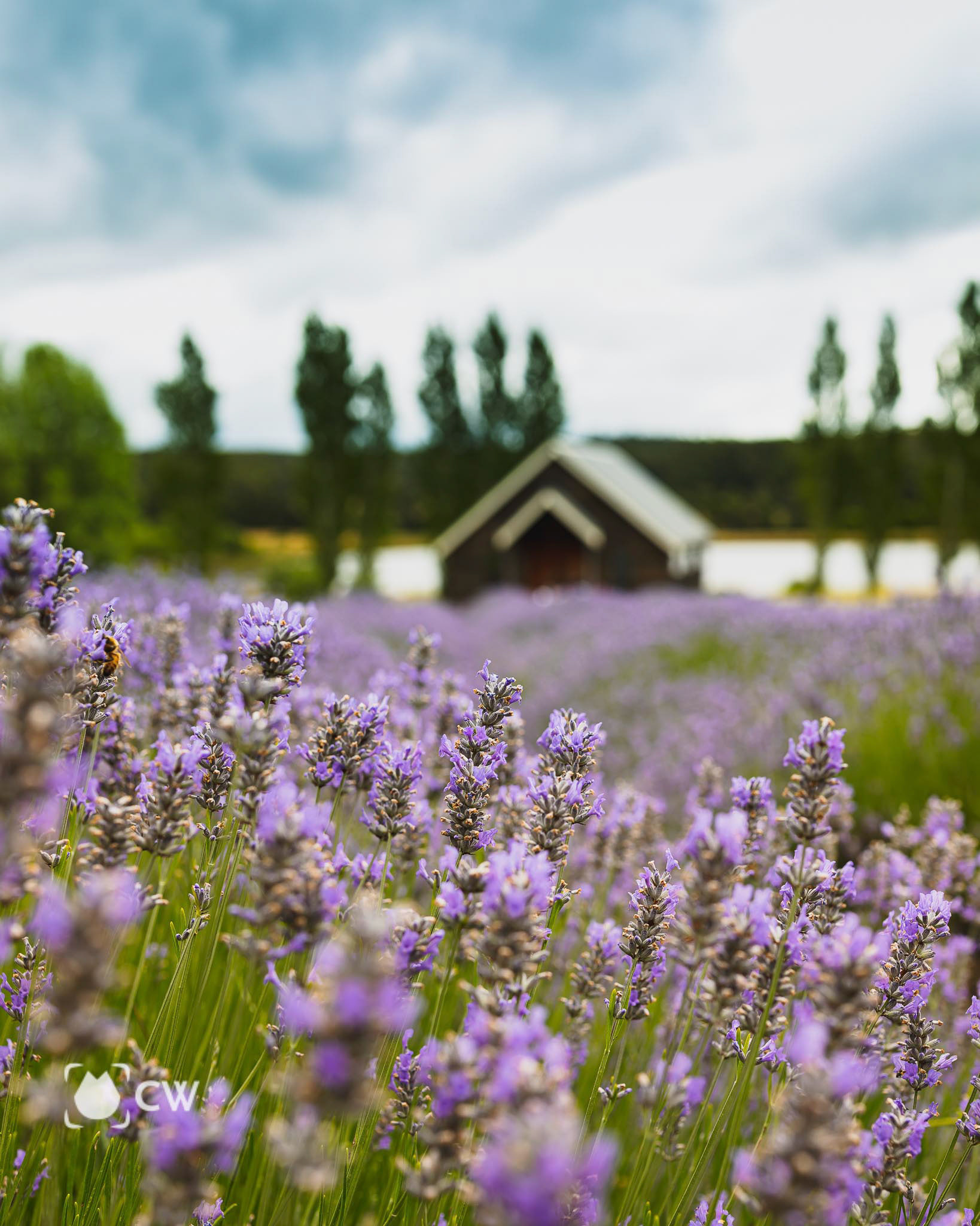 Lavender season 2021