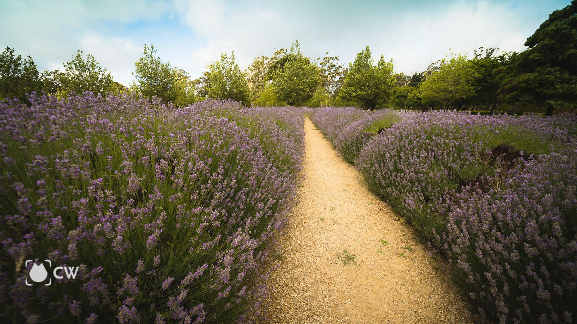 Lavender season 2021