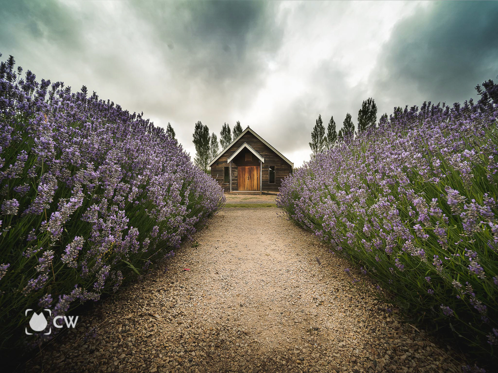 Lavender season 2021