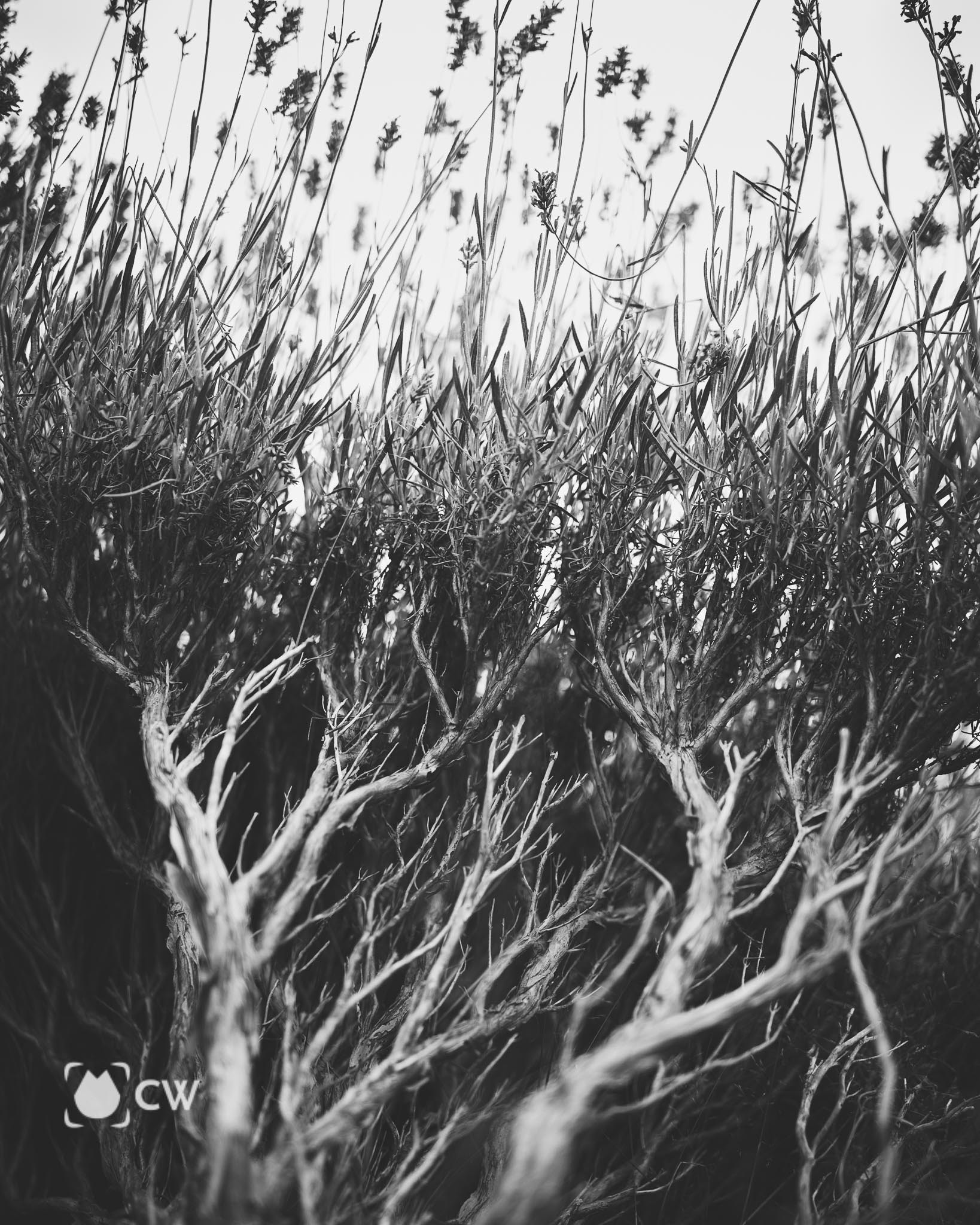 Lavender season 2021