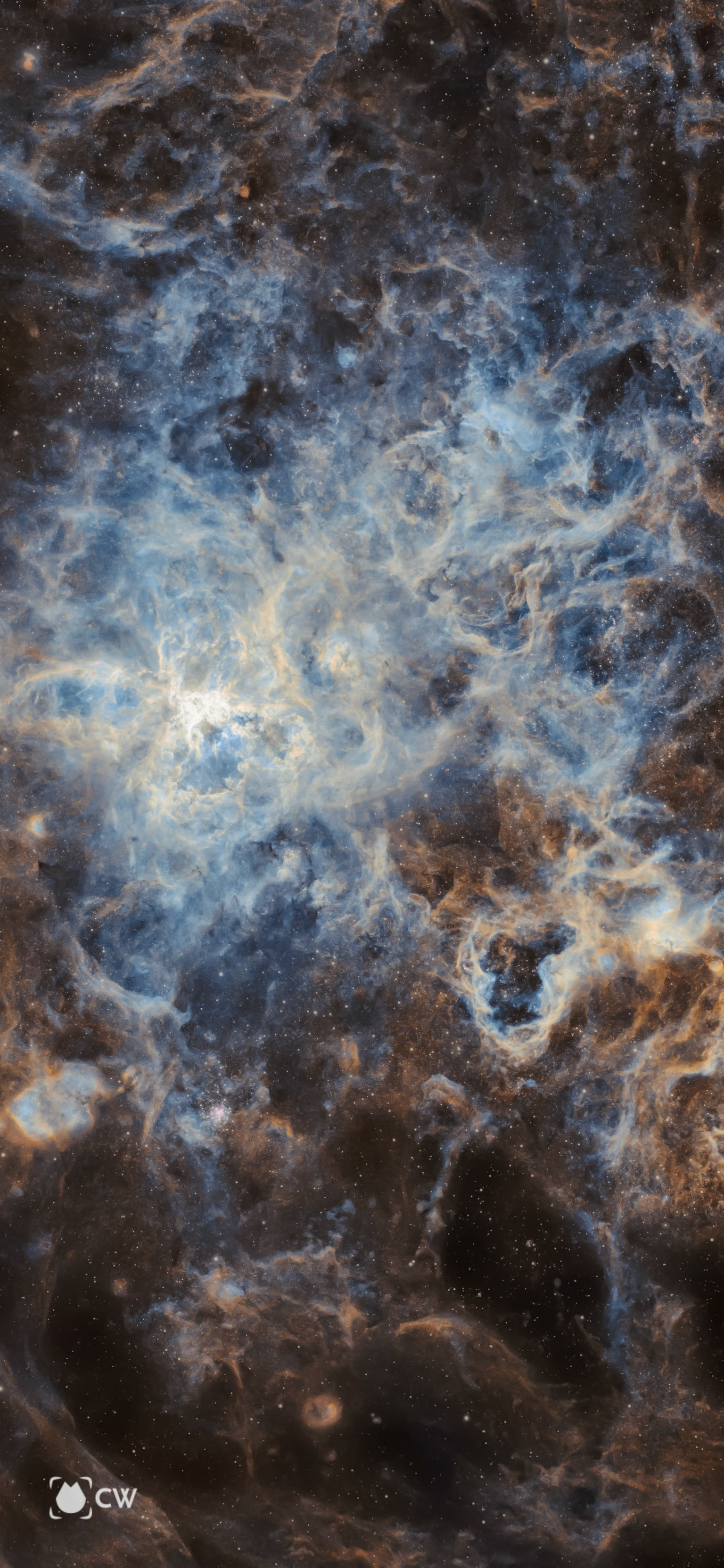 Tarantula for iPhone Pro Max's Wallpaper