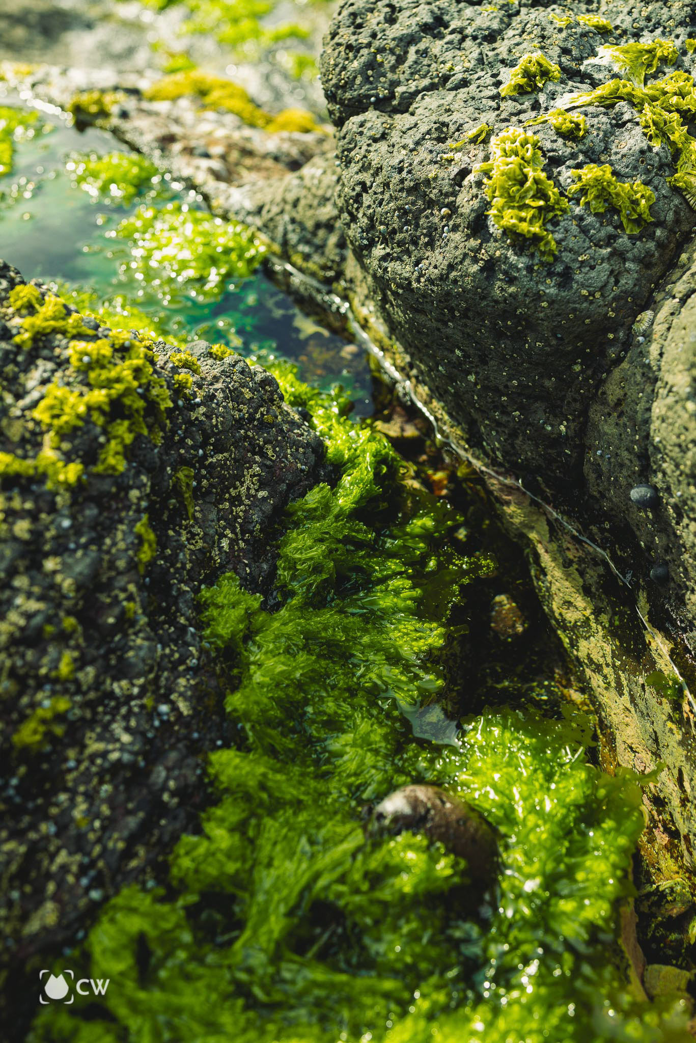 A nice day out to Cape Schanck with the sun laundering itself up high on the sky, light cloud and medium wind made interesting shot.Hôm nay là một ngày cực kỳ đẹp trời để ra biển nha mọi người ơi. Đây là lần thứ 3 mình quay lại đây, cũng là lần mình đi xa nhất. Hic đôi giày đi địa hình mua để chuẩn bị đi Nhật năm ngoái nằm đó cả năm, bây giờ lôi ra đi luôn. #Cwcat #landscape #landscapes #landscapephotography #nature #naturephotography #photography #photographers #canophotography #view #sightseeing #citytrip #trip #landscape_capture #landscape_photography #landscapephoto #australiagram #Melbourne #melbournephotographer #australiagram #australia #australiaphotographer