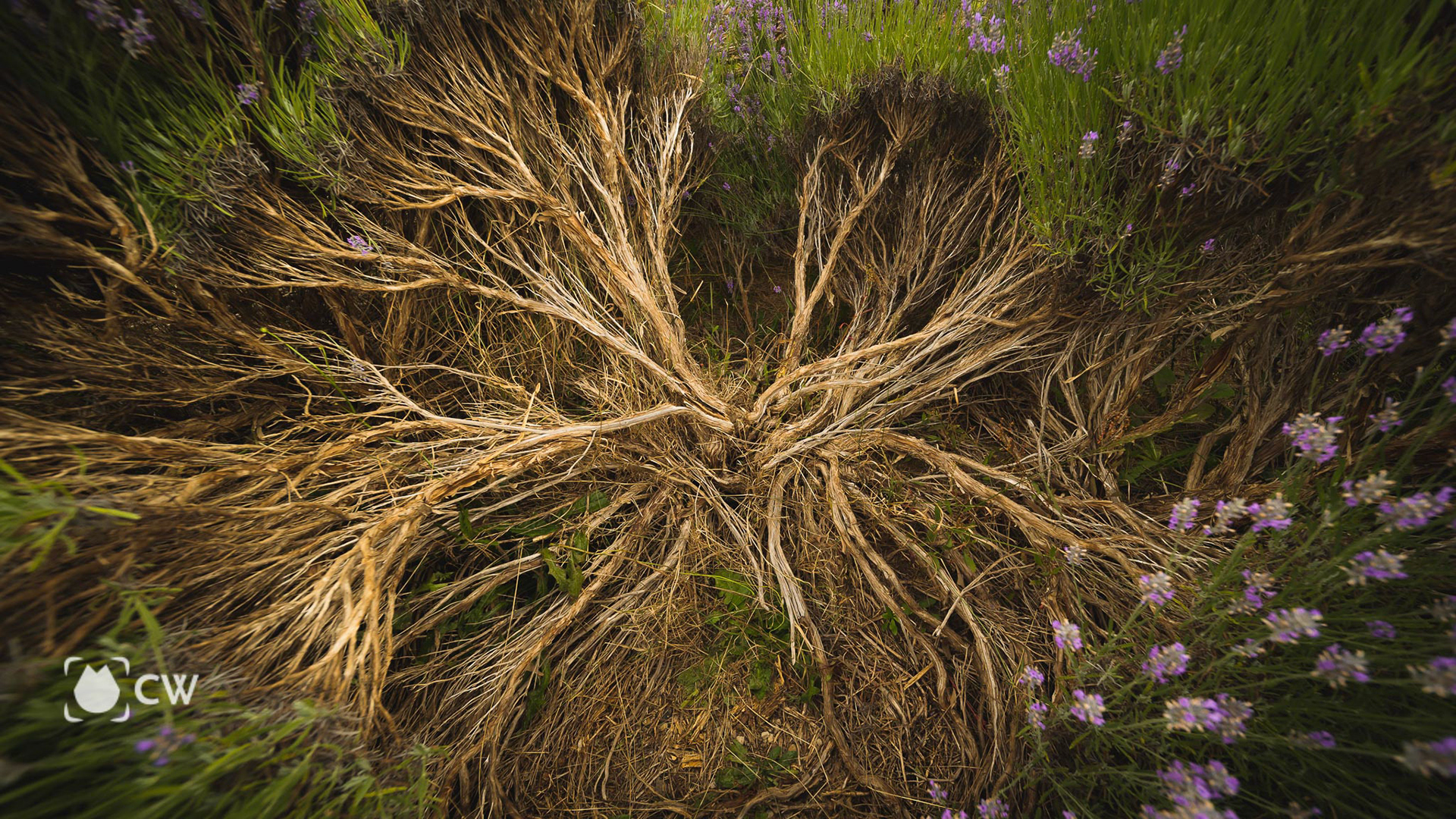 Lavender season 2021