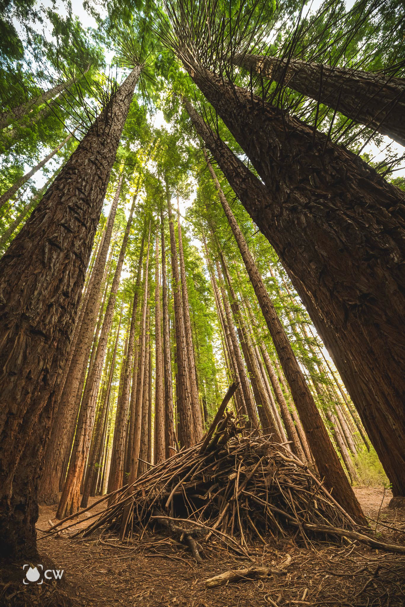 Redwood Forest (English Below)