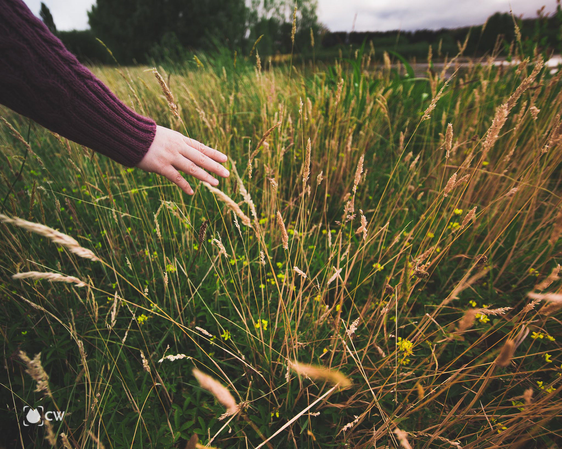 Lavender season 2021
