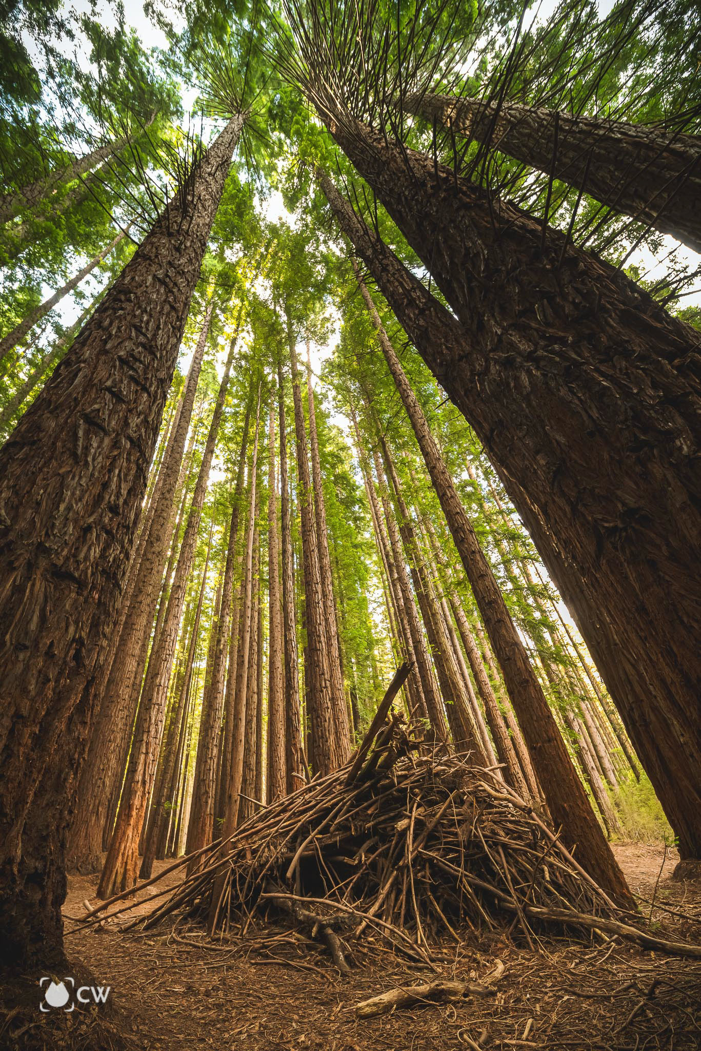 Redwood Forest (English Below)