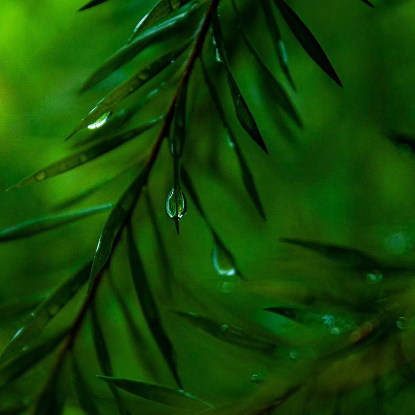 Dew drops