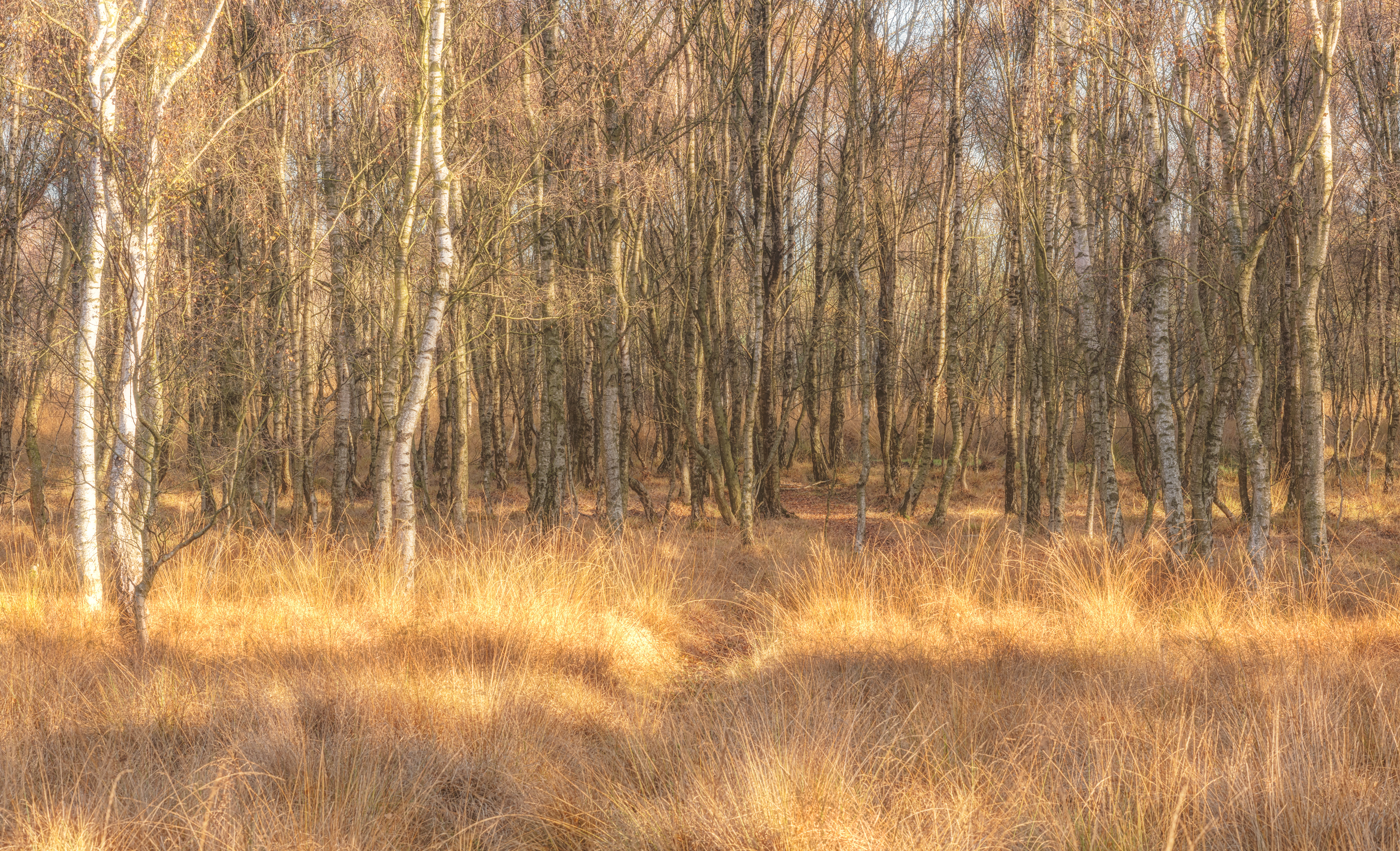 Strensall Common, York