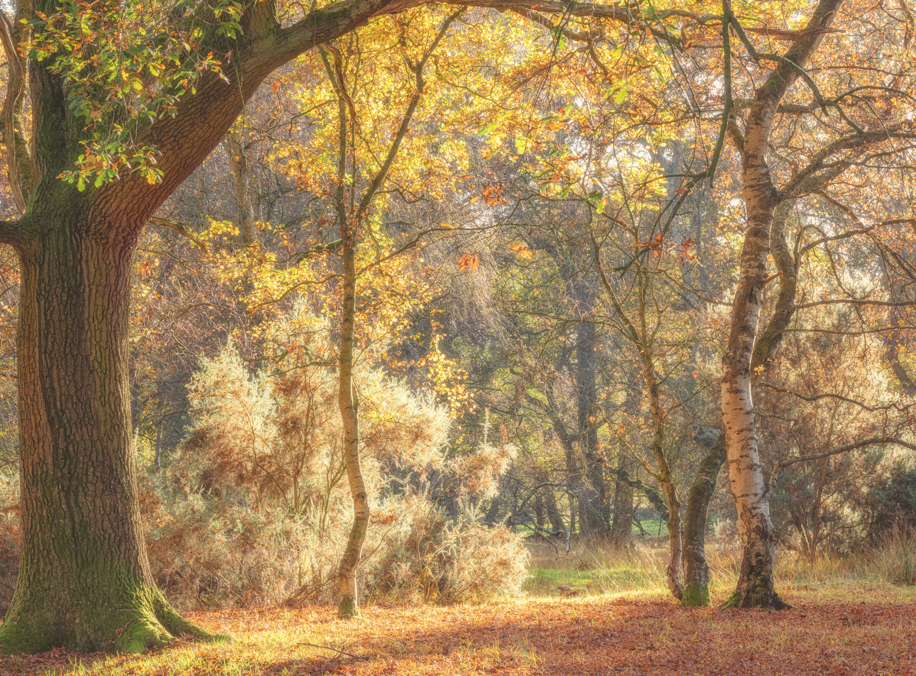 Strensall Common, York