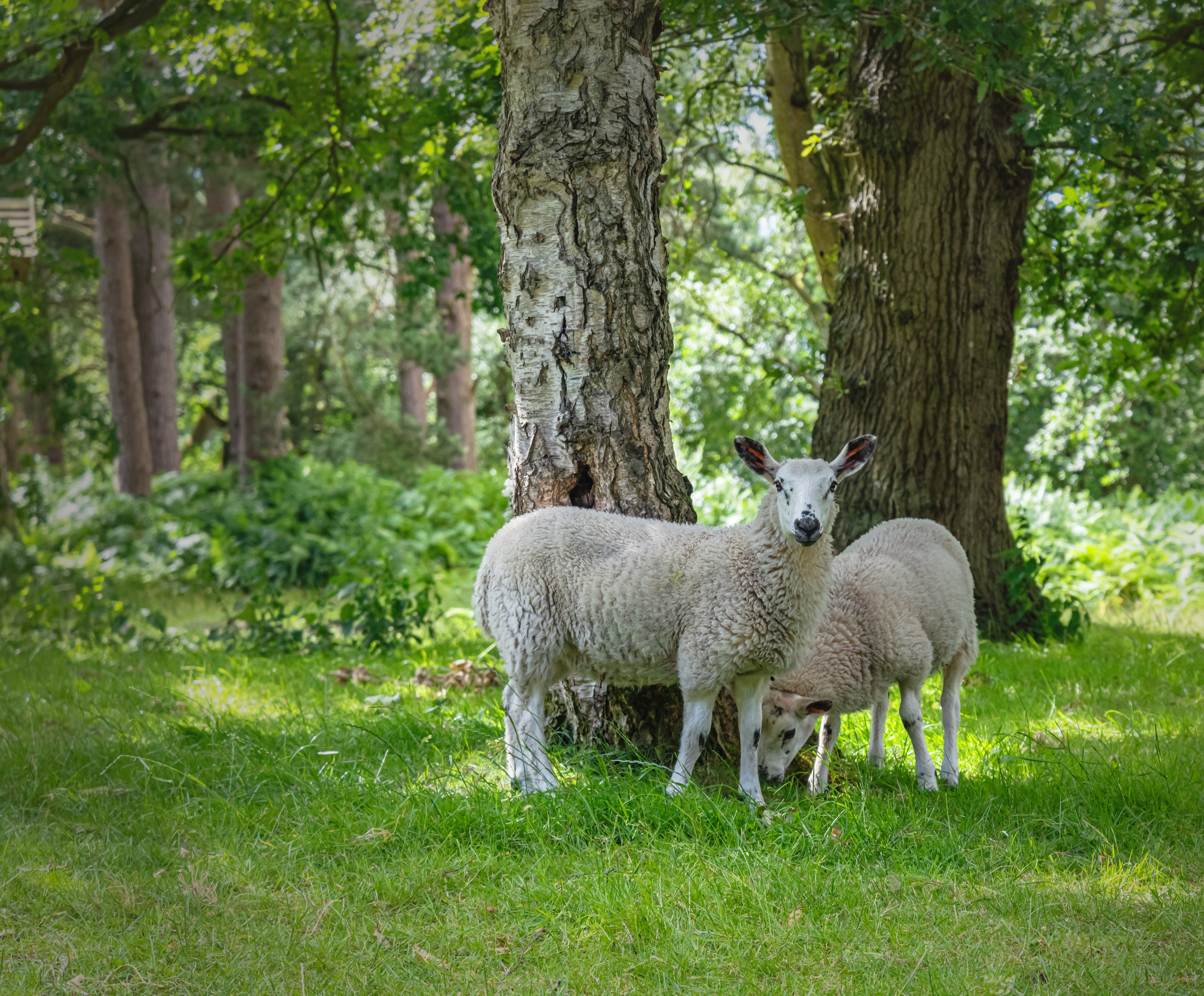 Strensall Common, York
