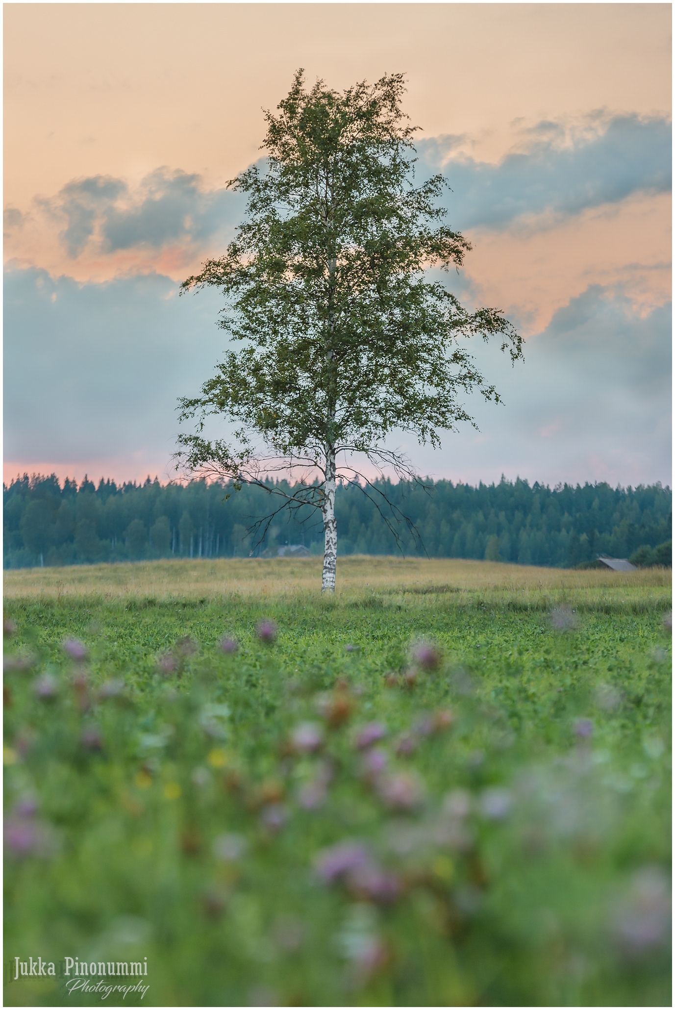Koivu