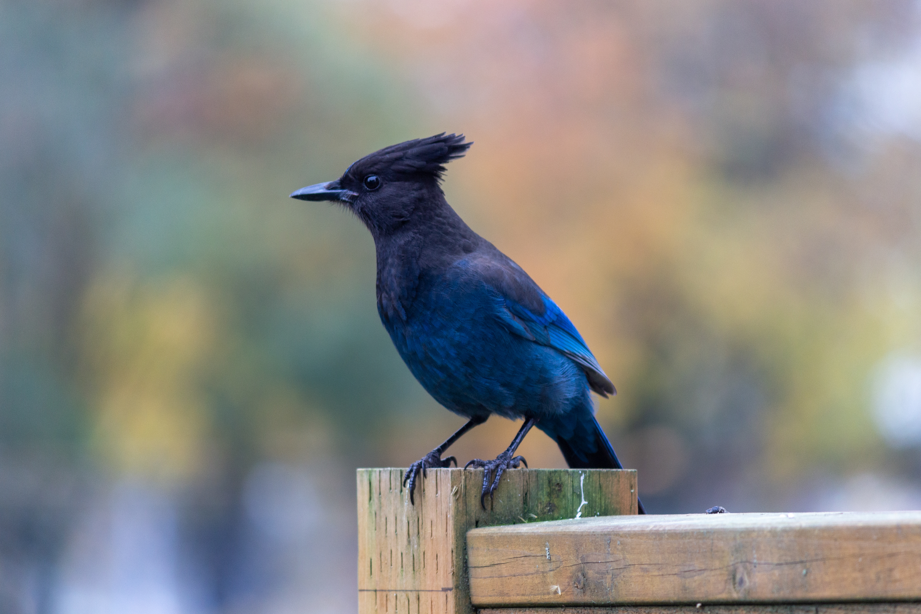 Steller's Jay