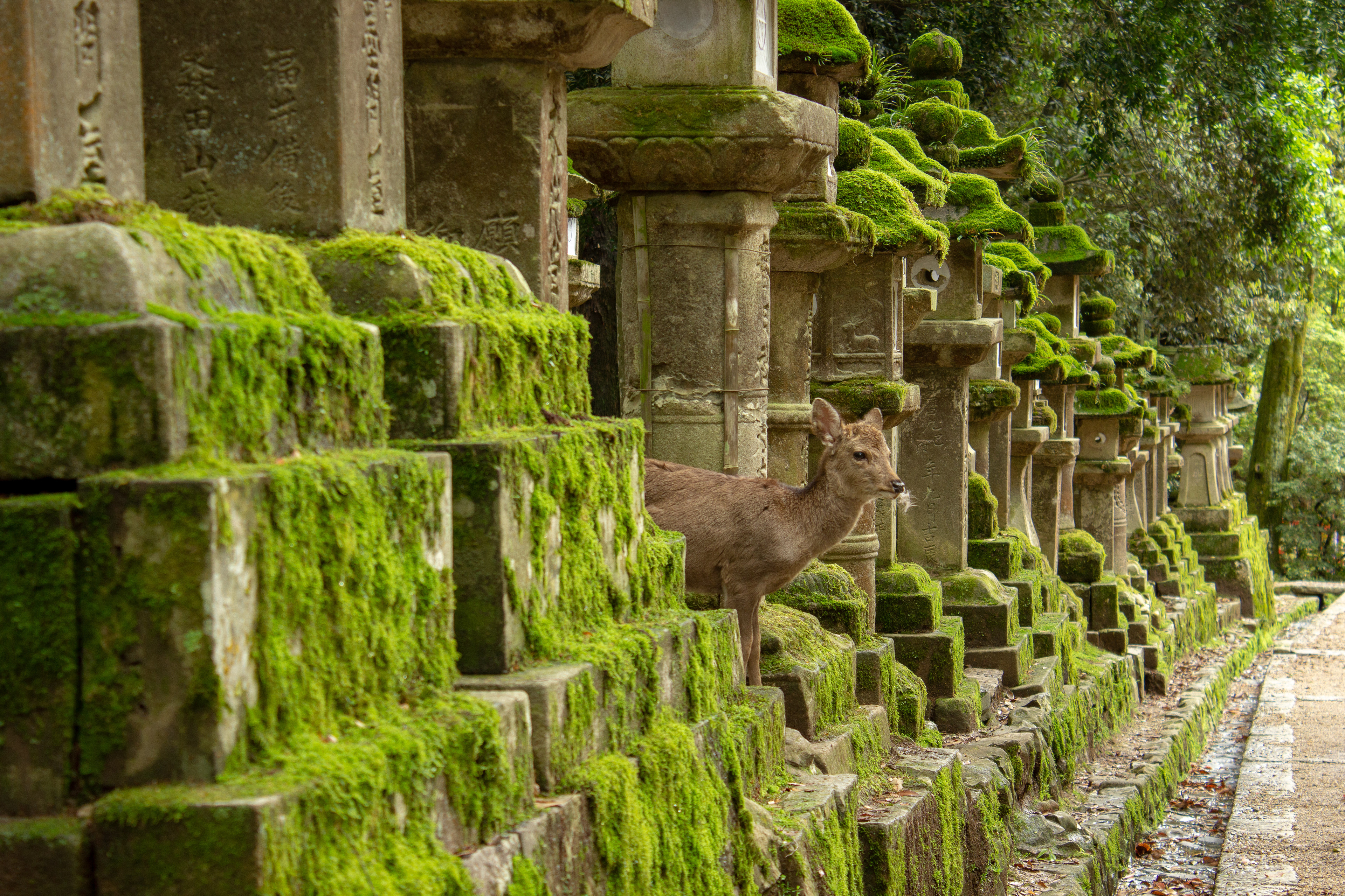 Sika Deer in Nara