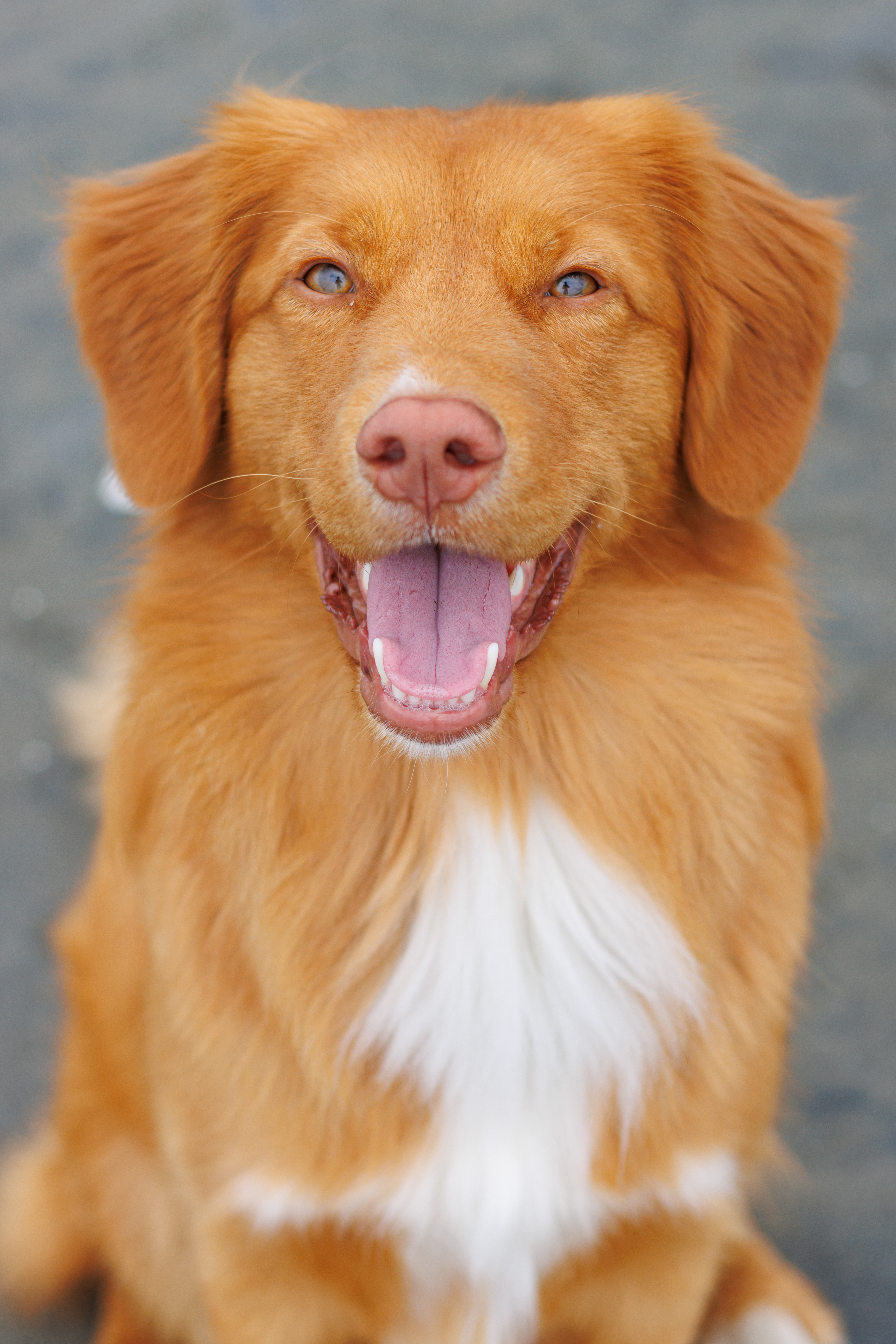Rufus!