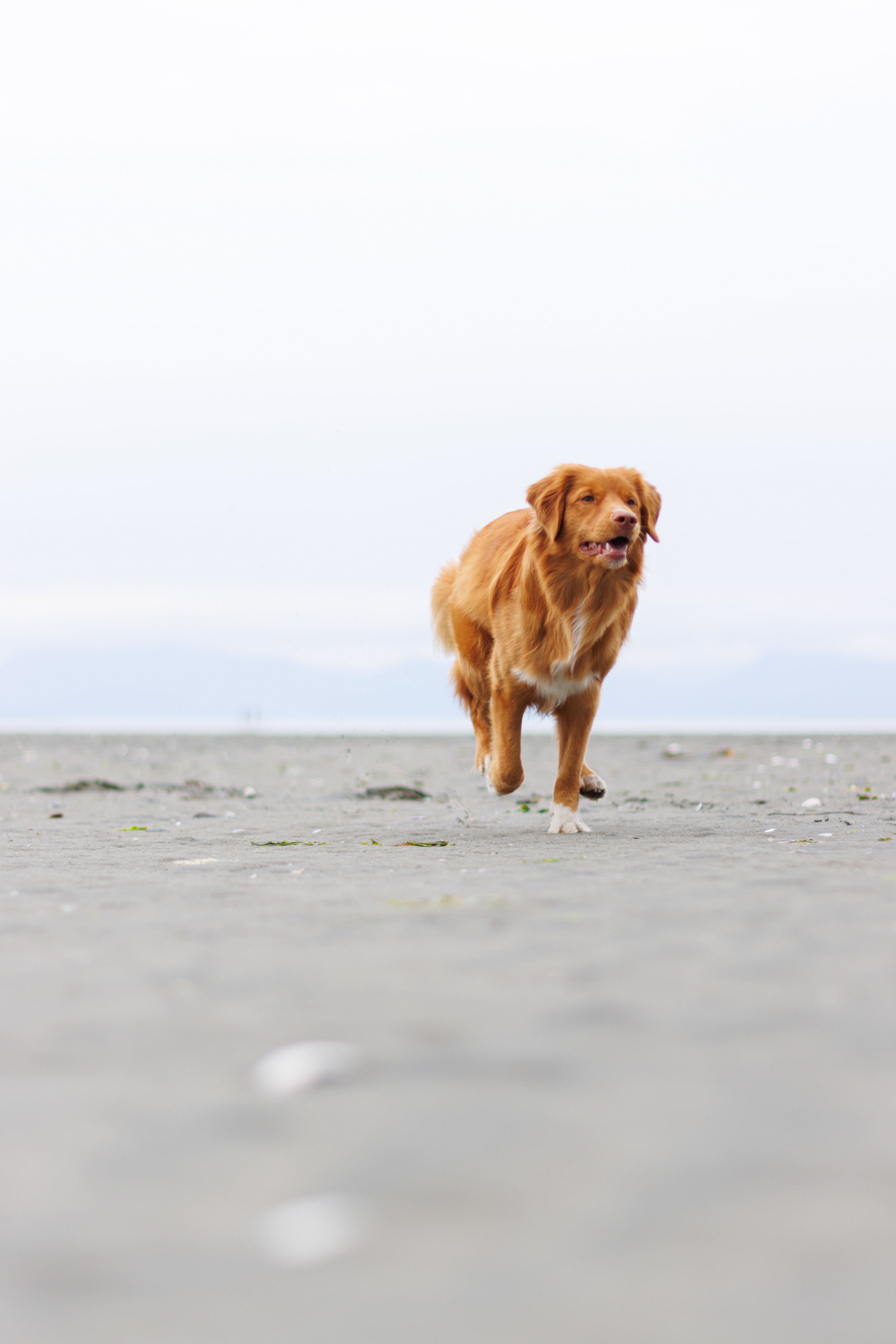 Rufus!