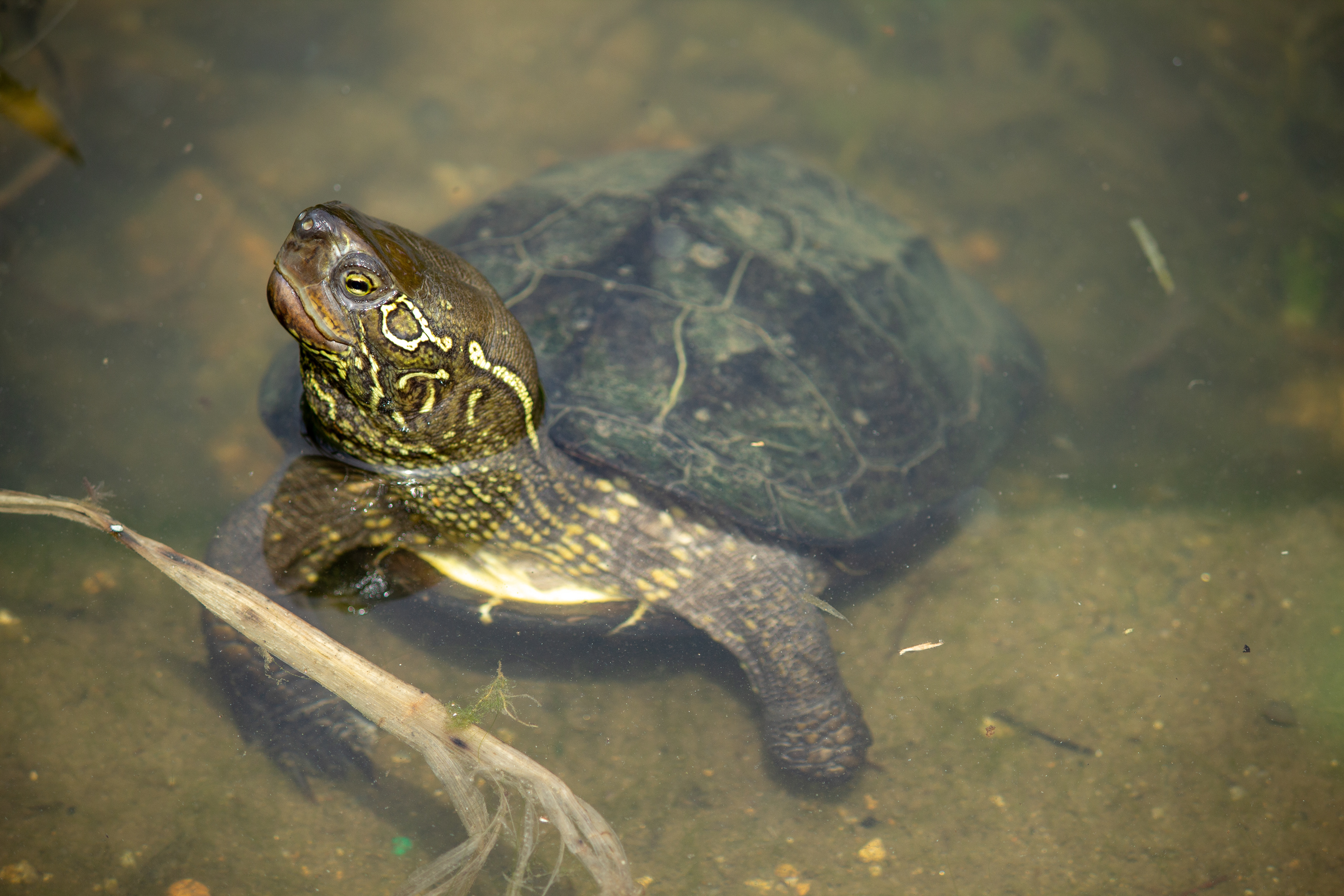 Pond Turtle