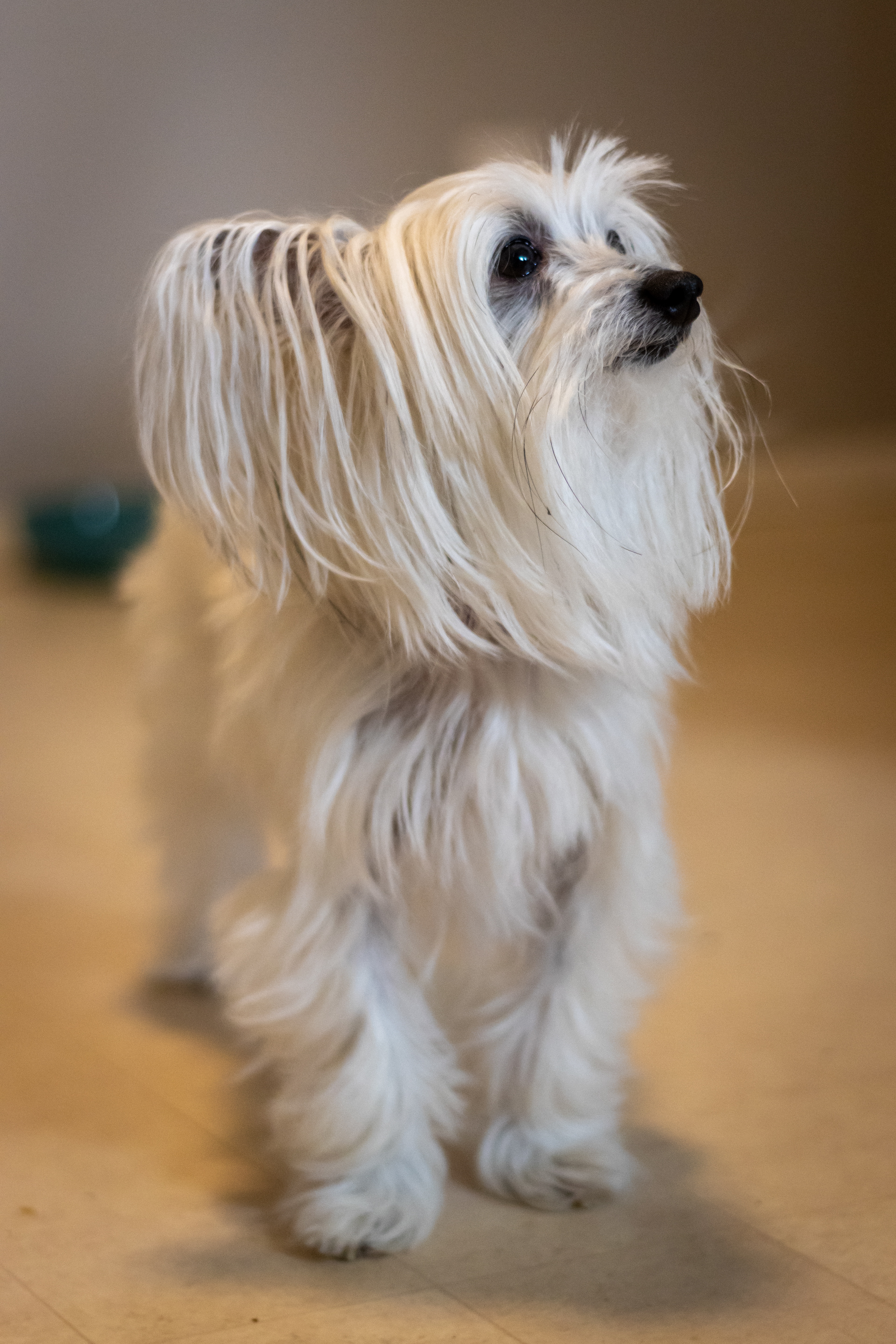 Piper